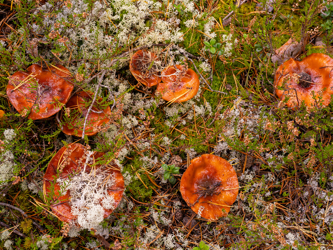 cortinarius-mucosus_2024-10-12_1-11