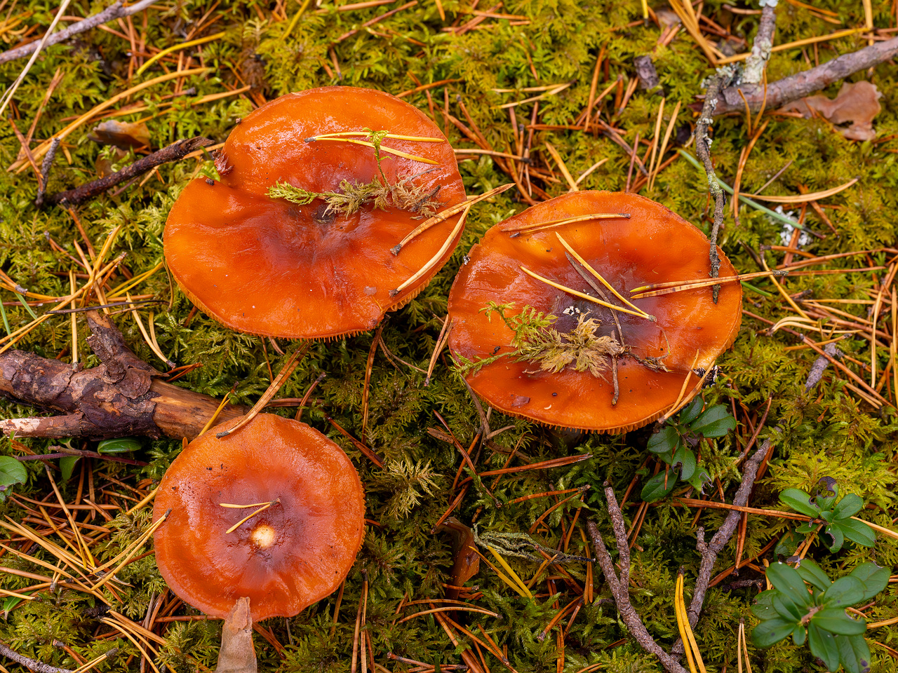 cortinarius-mucosus_2024-10-12_1-2