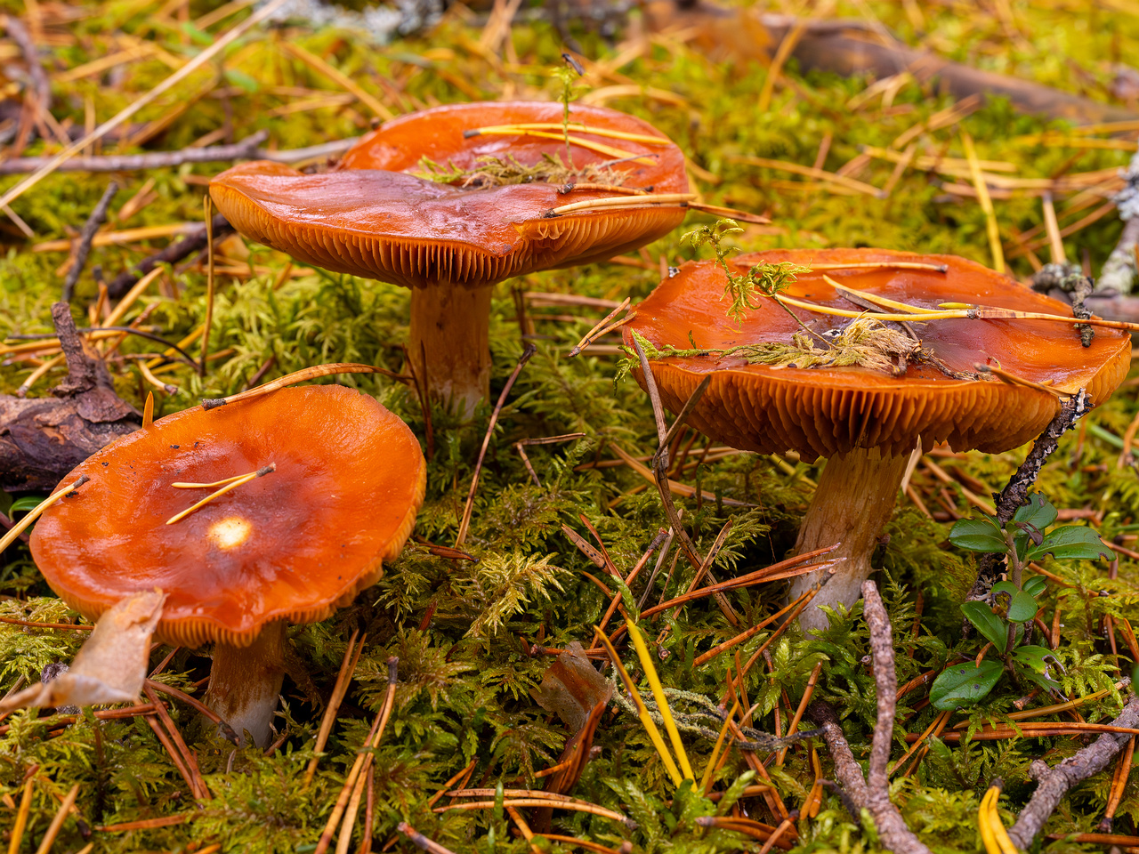 cortinarius-mucosus_2024-10-12_1-3