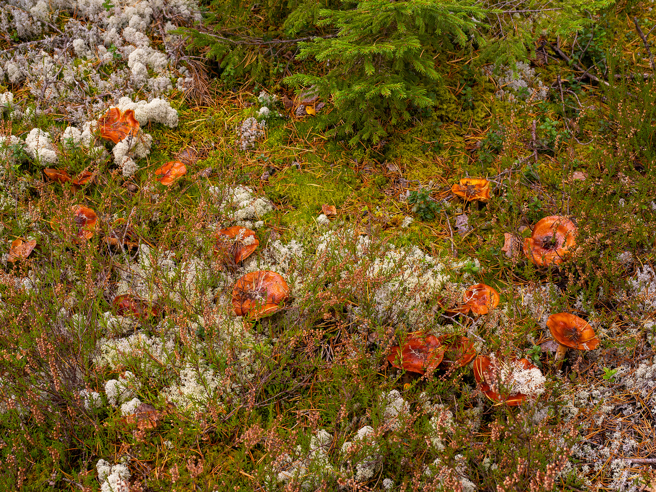 cortinarius-mucosus_2024-10-12_1-8