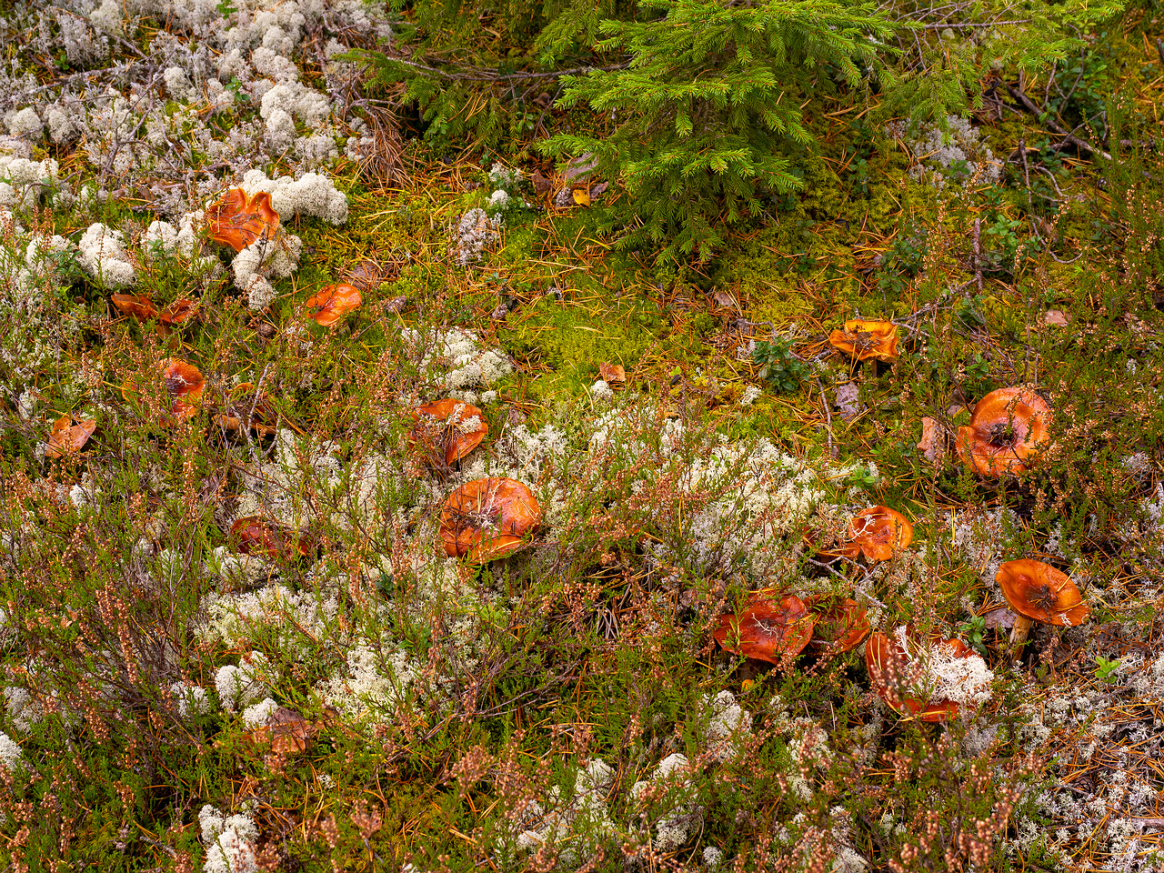 cortinarius-mucosus_2024-10-12_1-9