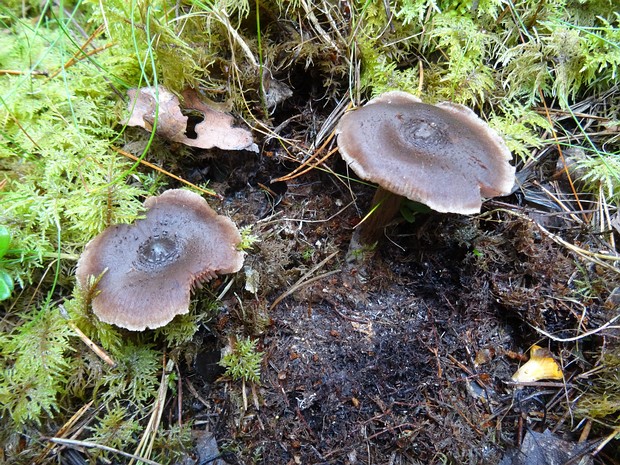 Cortinarius brunneus - Паутинник тёмно-бурый - Dark Brown Webcap - Dunkelbrauner Schleierling