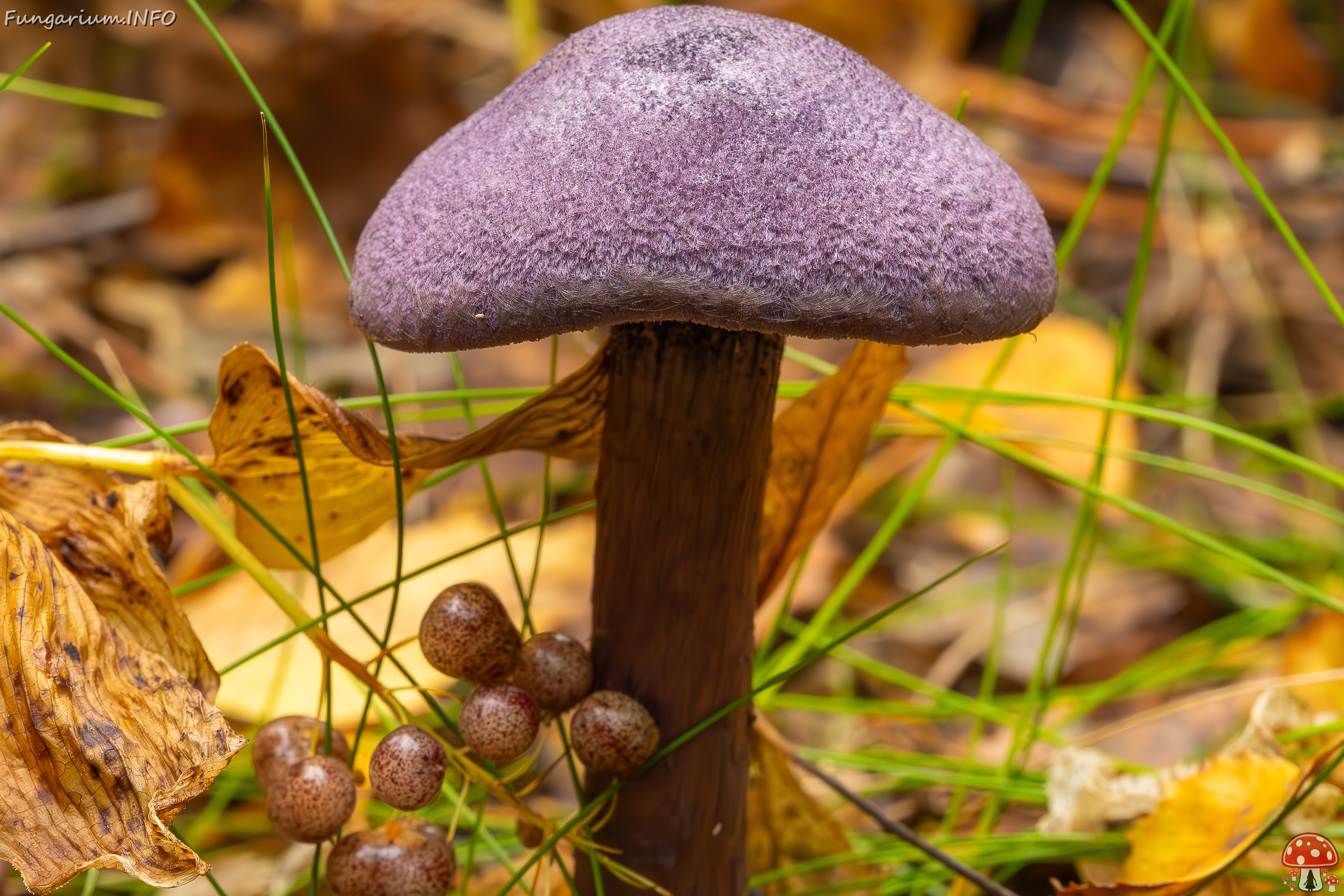 !cortinarius-violaceus_2023-09-10_1-4 