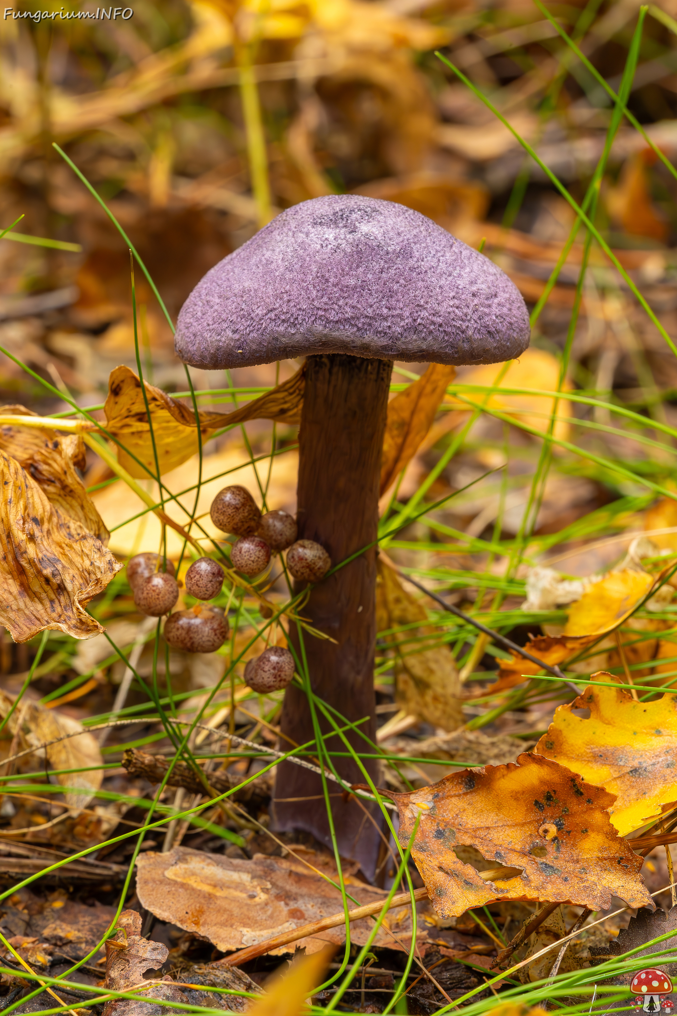 cortinarius-violaceus_2023-09-10_1-1 