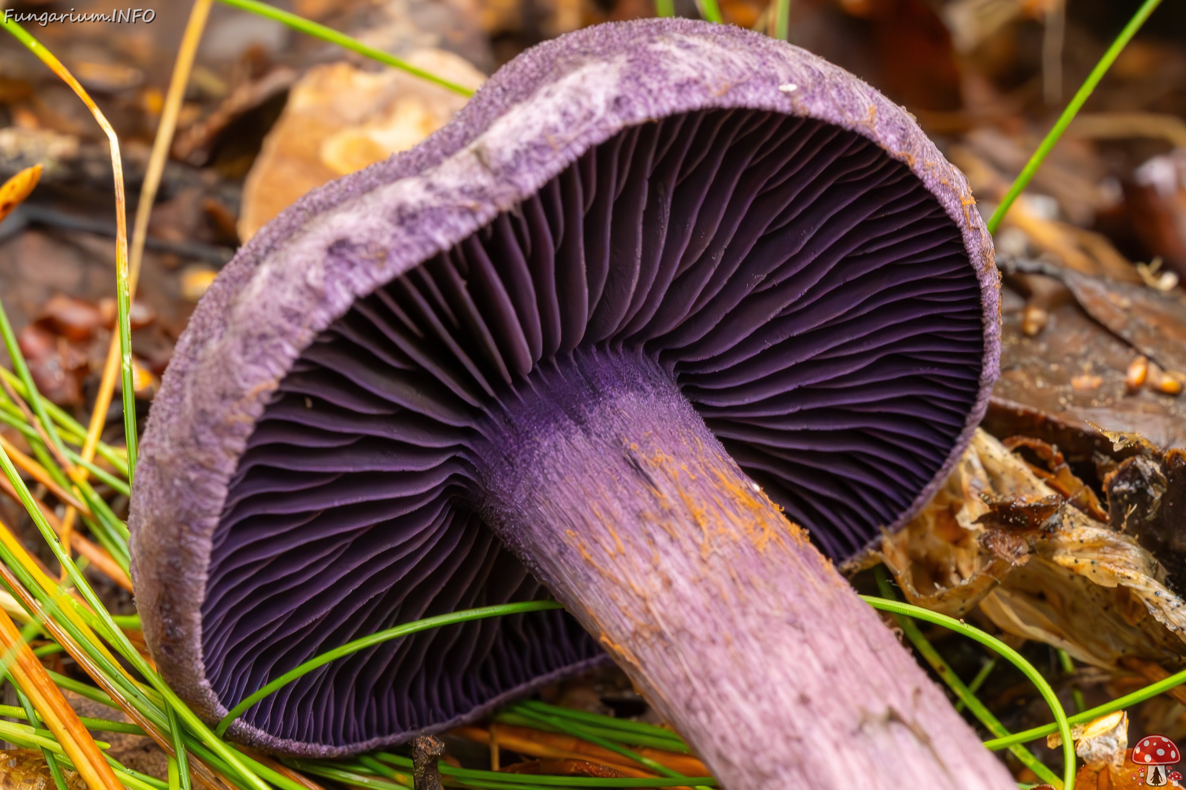 cortinarius-violaceus_2023-09-10_1-10 