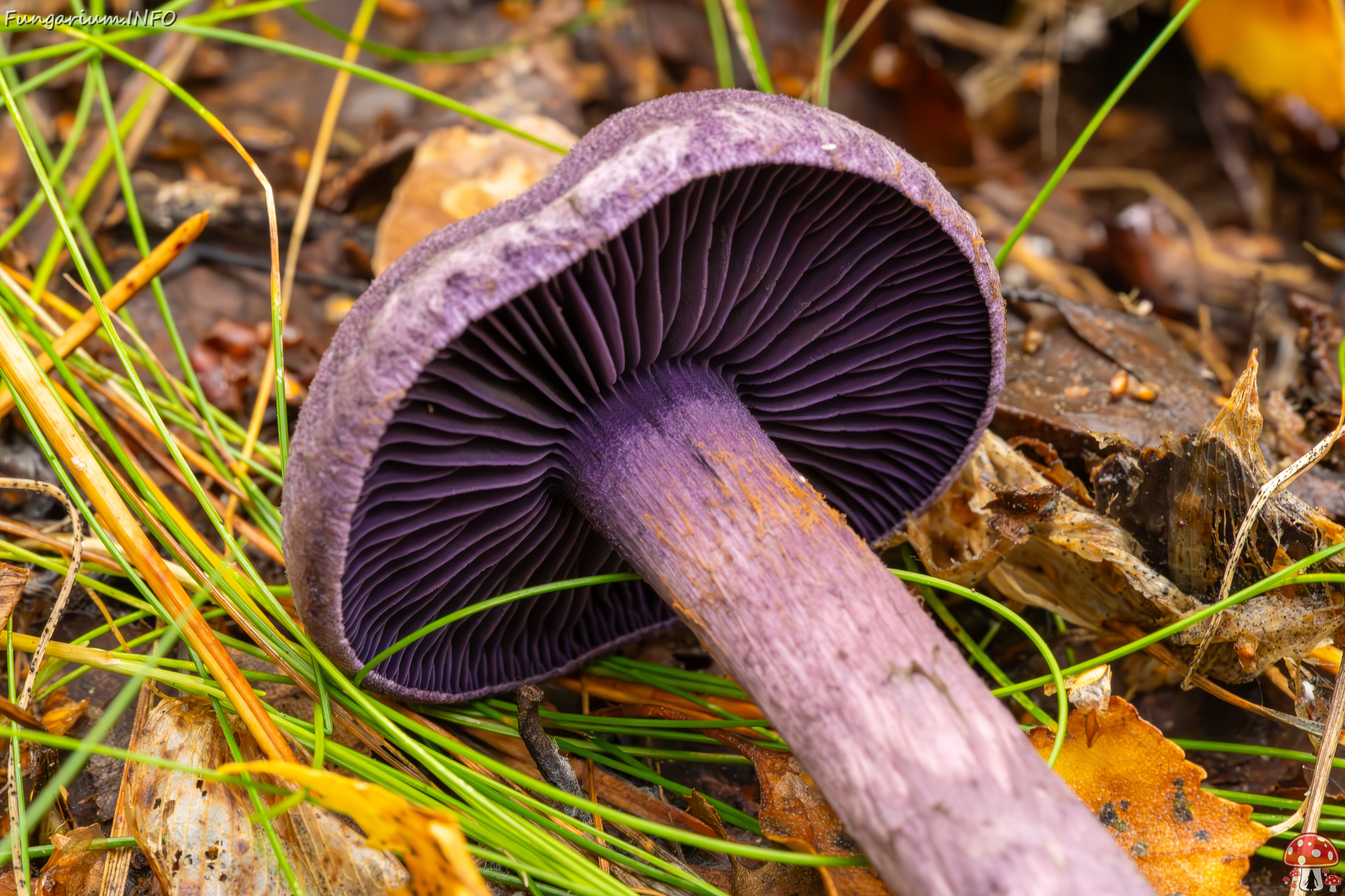 cortinarius-violaceus_2023-09-10_1-11 