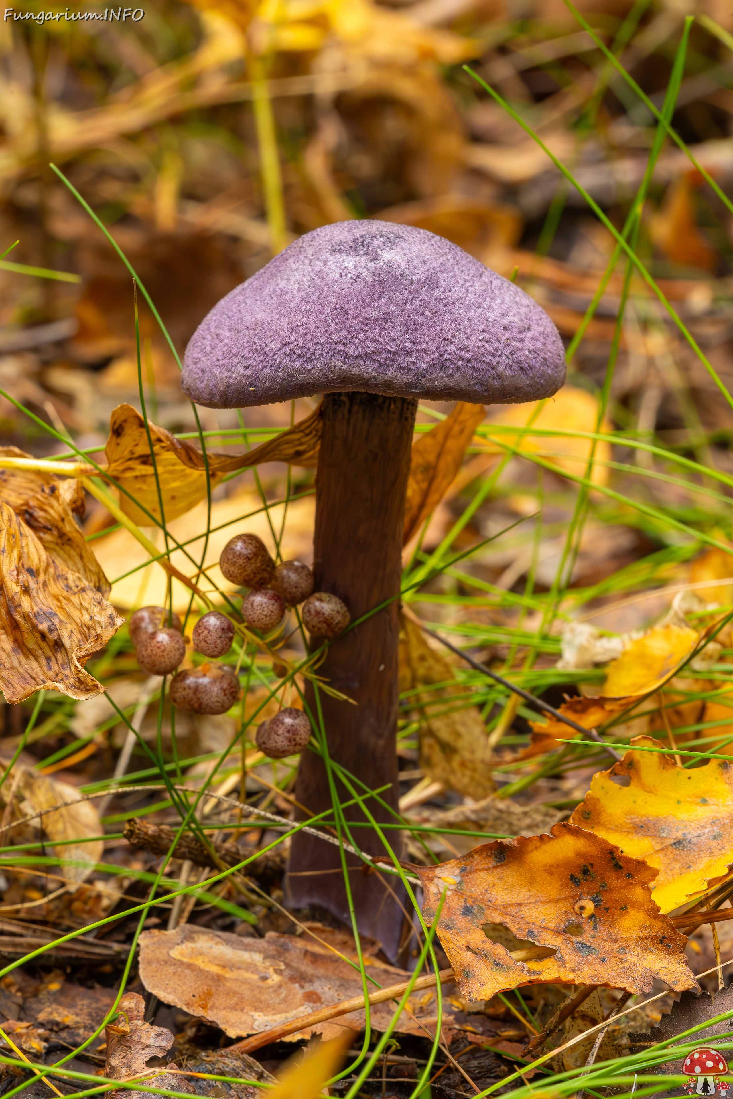 cortinarius-violaceus_2023-09-10_1-2 