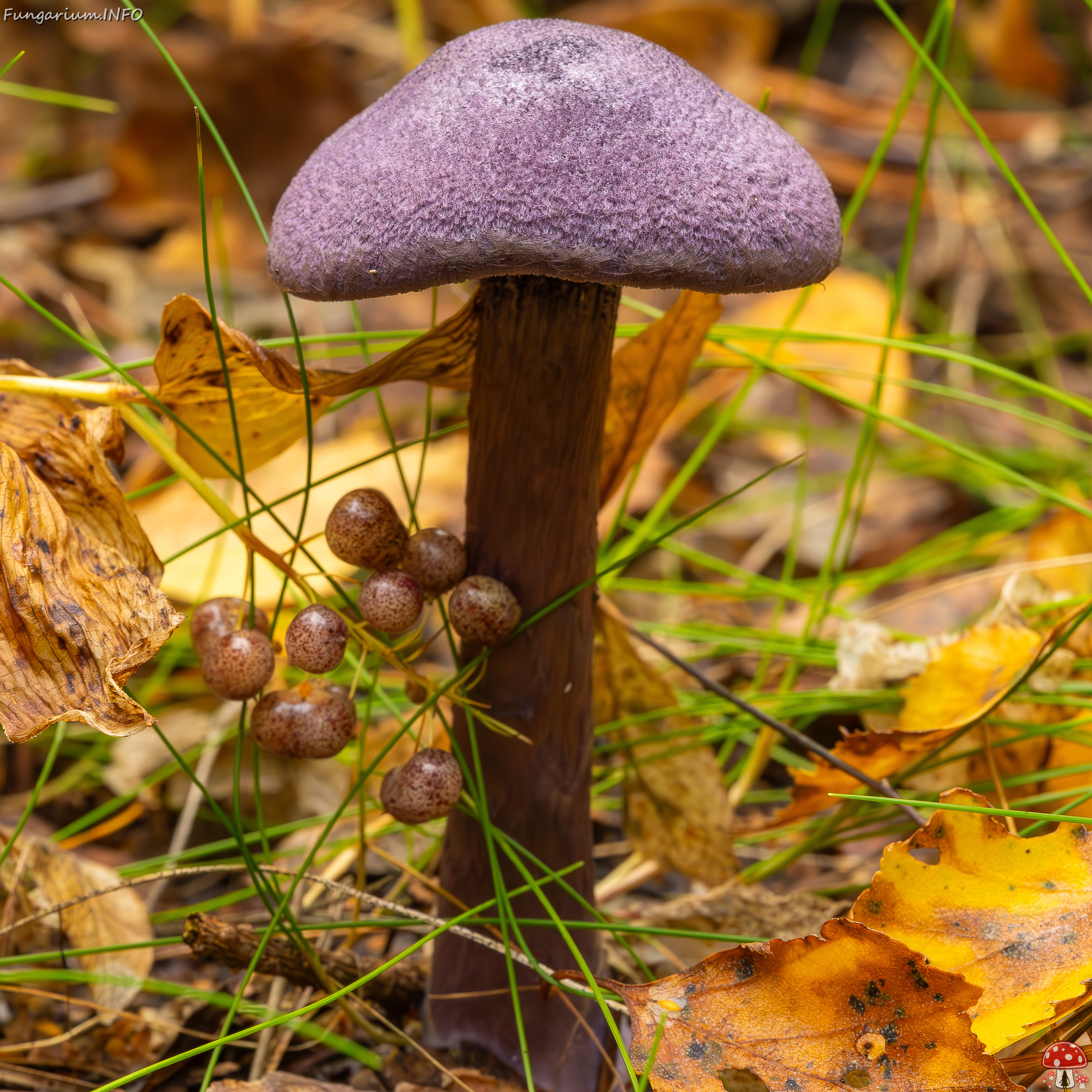 cortinarius-violaceus_2023-09-10_1-3 