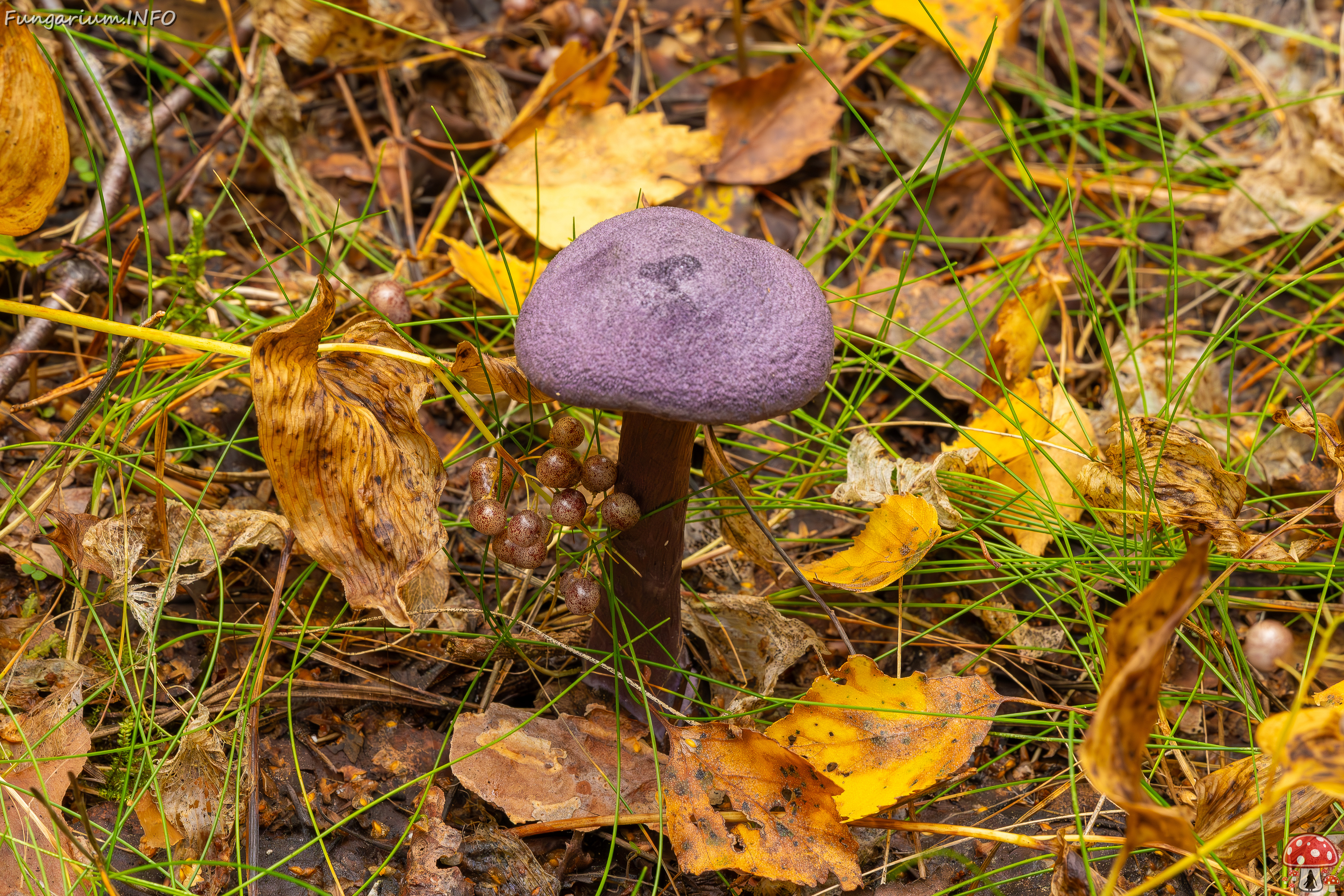 cortinarius-violaceus_2023-09-10_1-5 