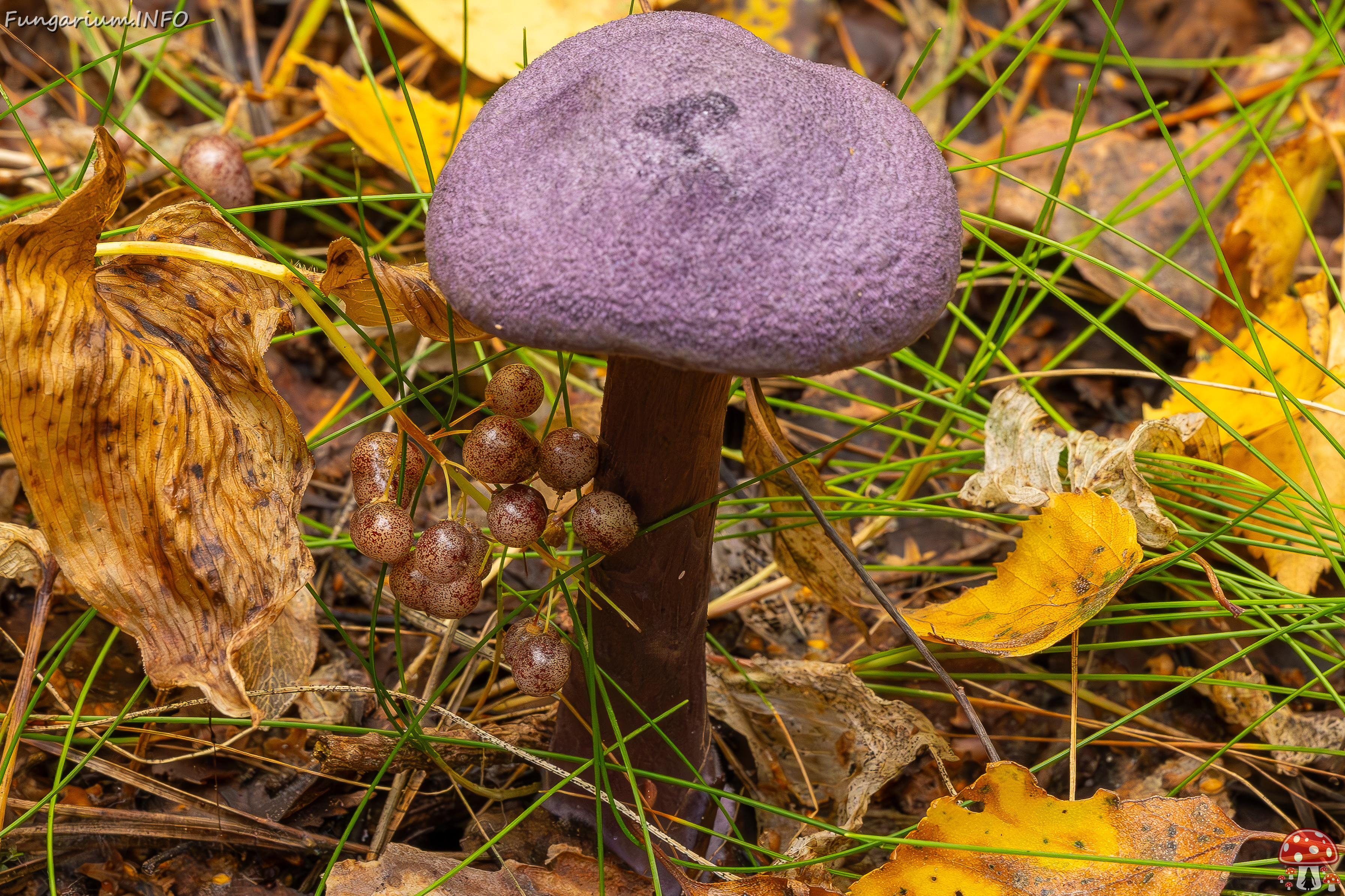 cortinarius-violaceus_2023-09-10_1-6 