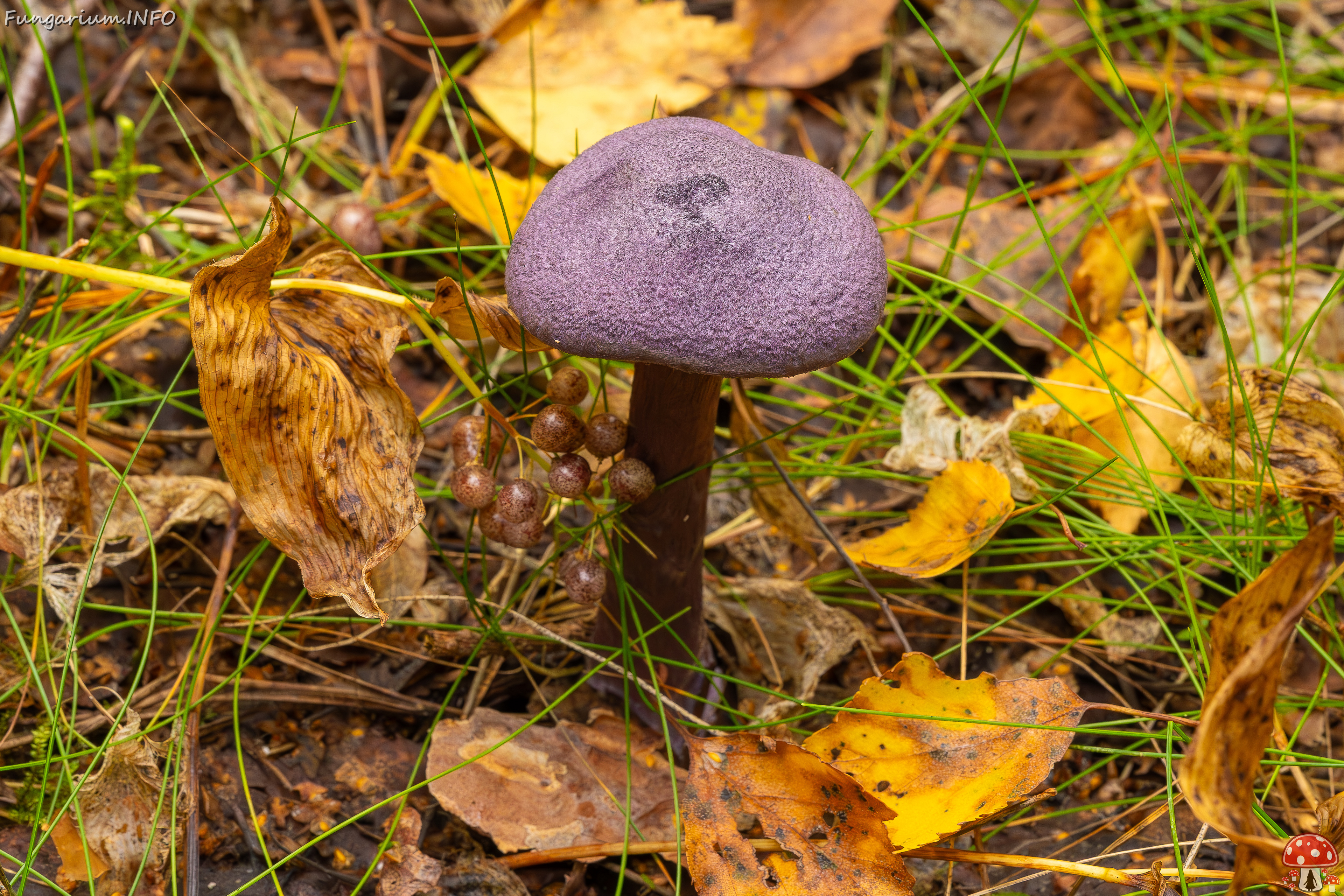 cortinarius-violaceus_2023-09-10_1-7 