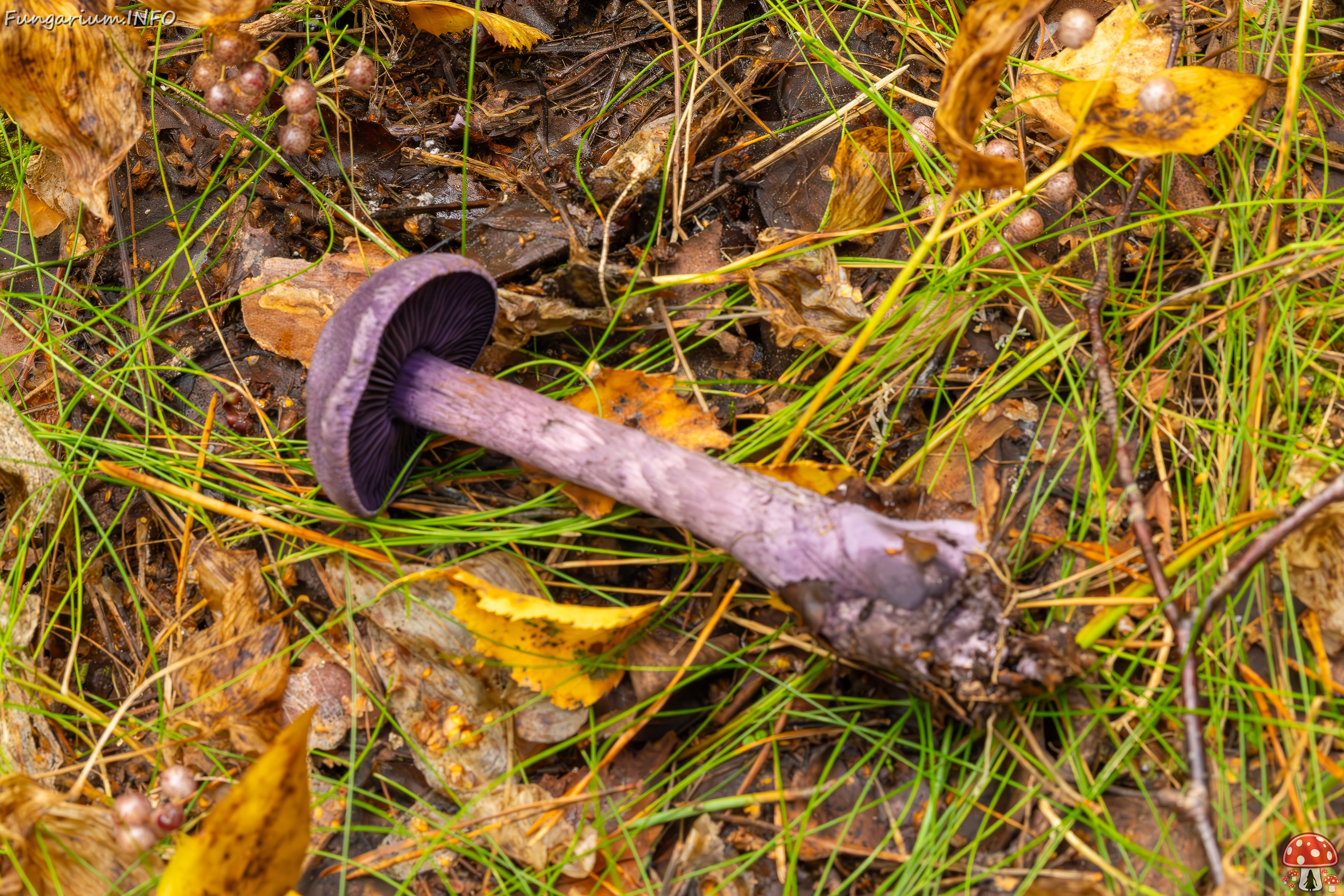 cortinarius-violaceus_2023-09-10_1-8 