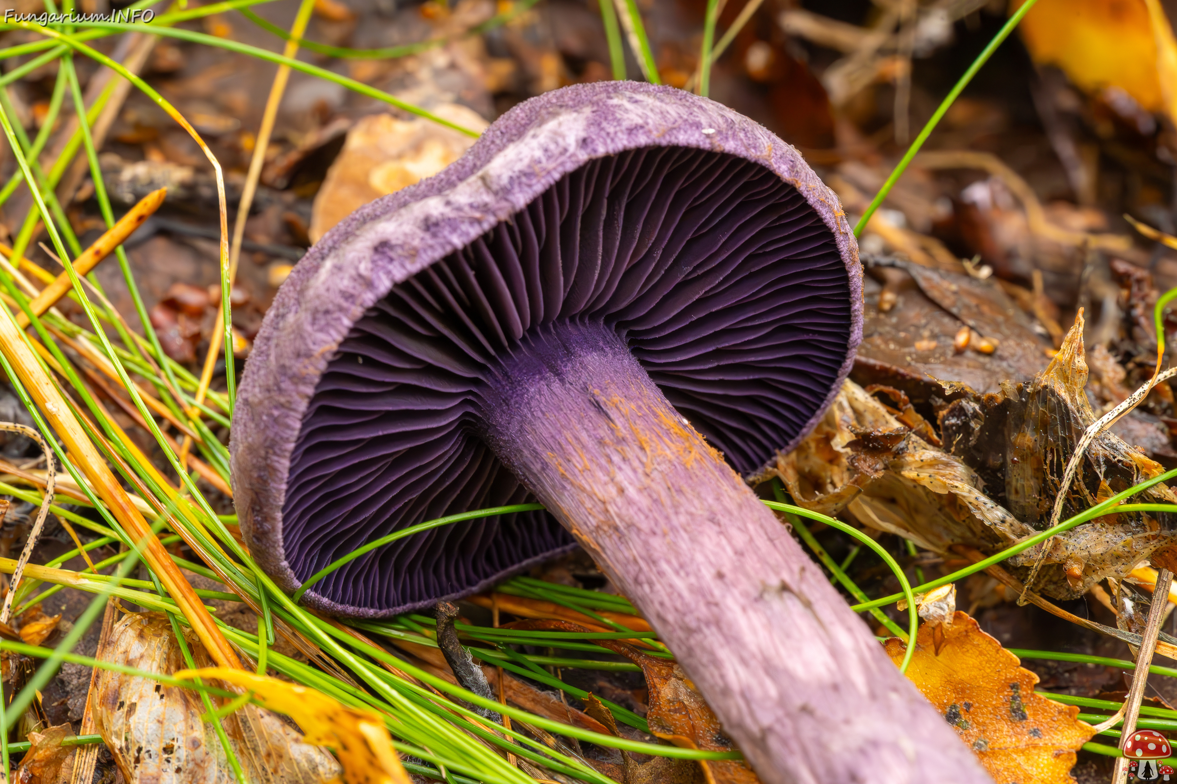 cortinarius-violaceus_2023-09-10_1-9 