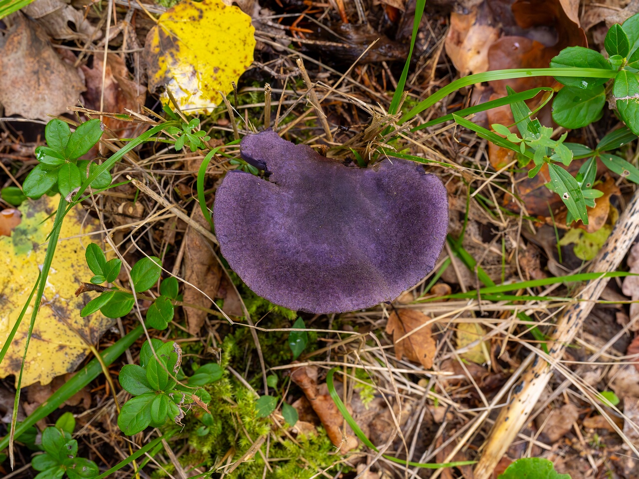 Cortinarius violaceus _2026-09-19_1-3