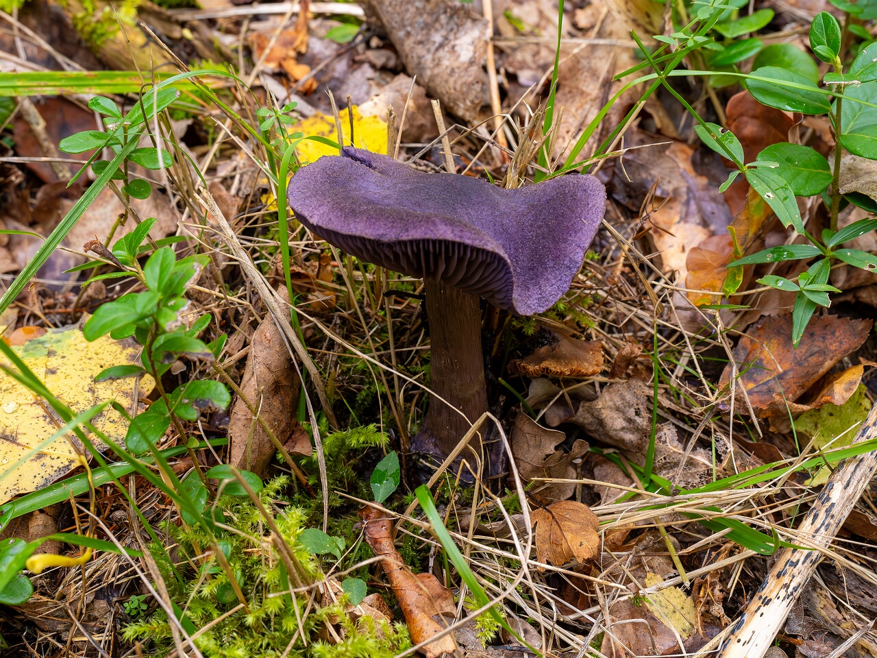 Cortinarius violaceus _2026-09-19_1-4