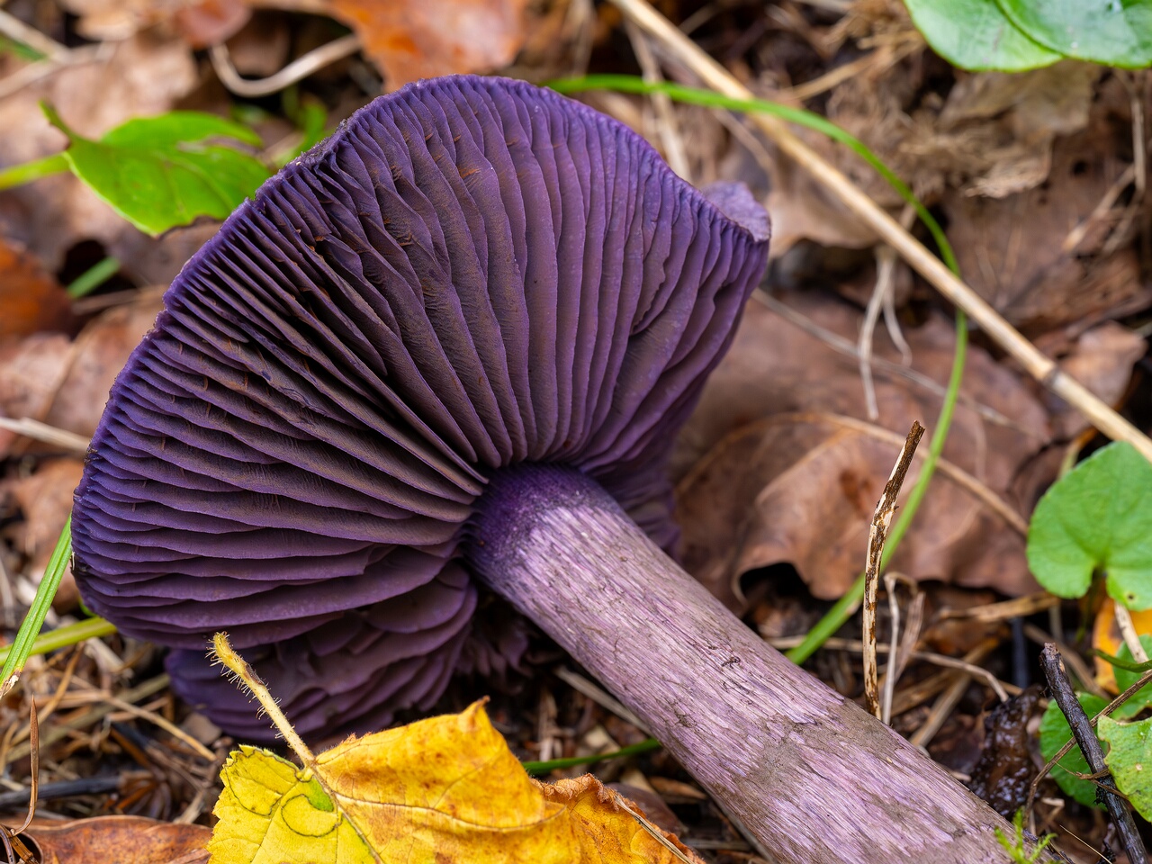 Cortinarius violaceus _2026-09-19_1-5