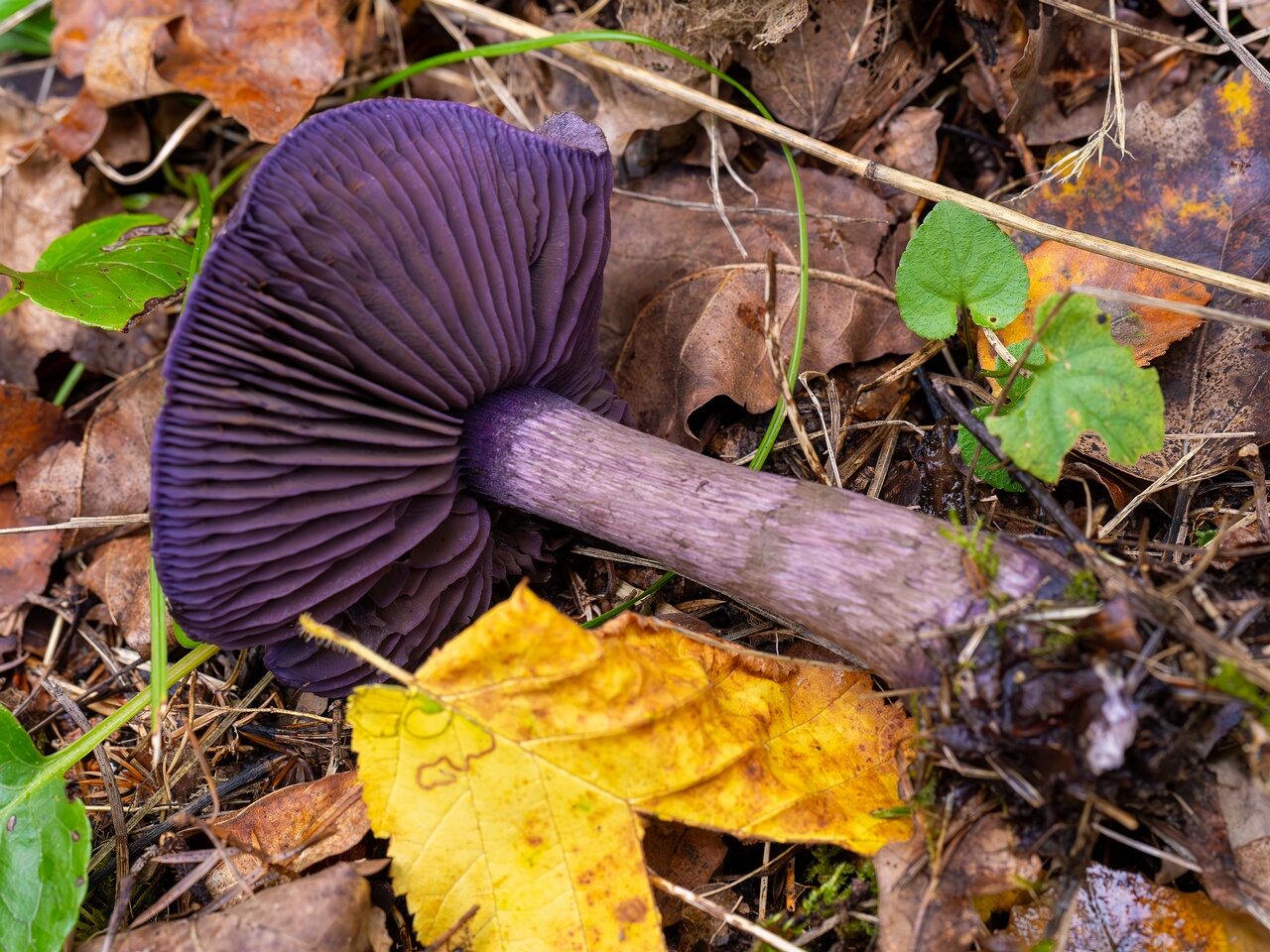 Cortinarius violaceus _2026-09-19_1-6