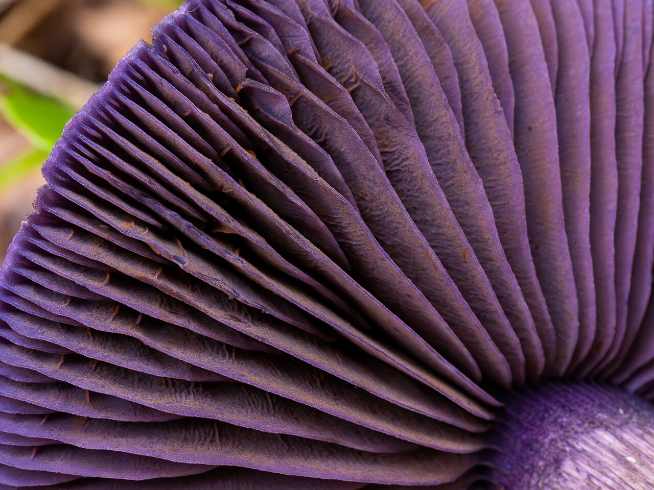 Cortinarius violaceus _2026-09-19_1-7