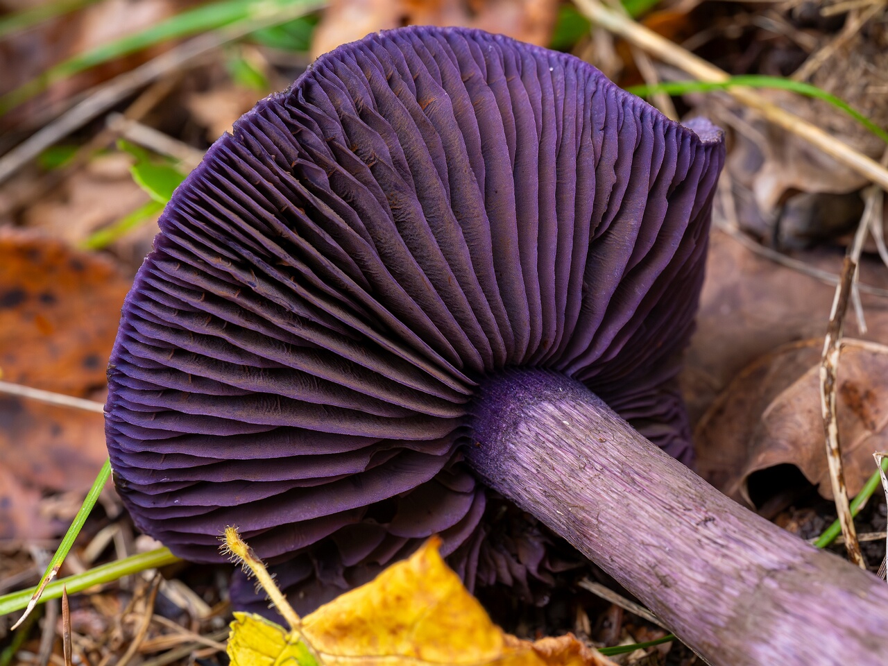 Cortinarius violaceus _2026-09-19_1-8