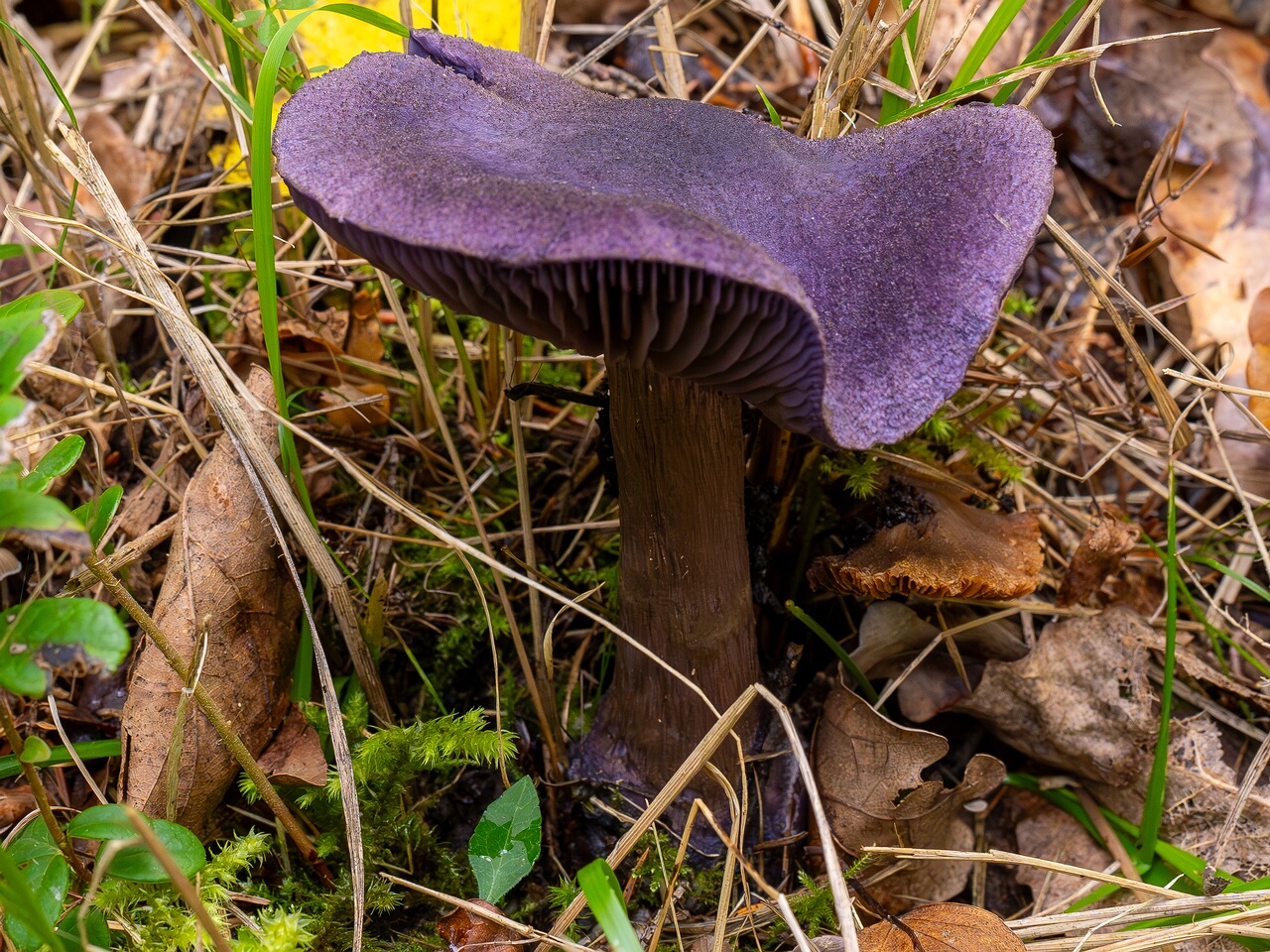 Cortinarius violaceus _2026-09-19_2-1