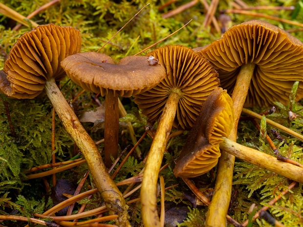 Cortinarius croceus - Паутинник шафрановый - Saffron Webcap - Safrangelber Schleierling