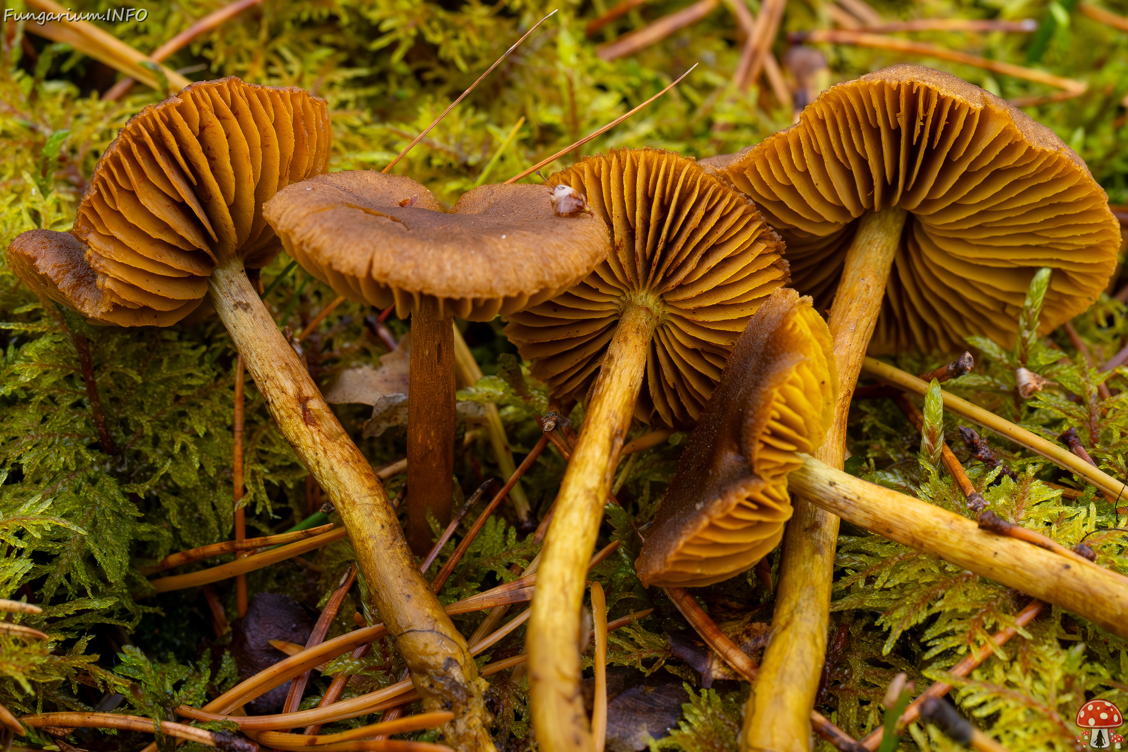 !cortinarius-croceus_2024-10-19_1-10 