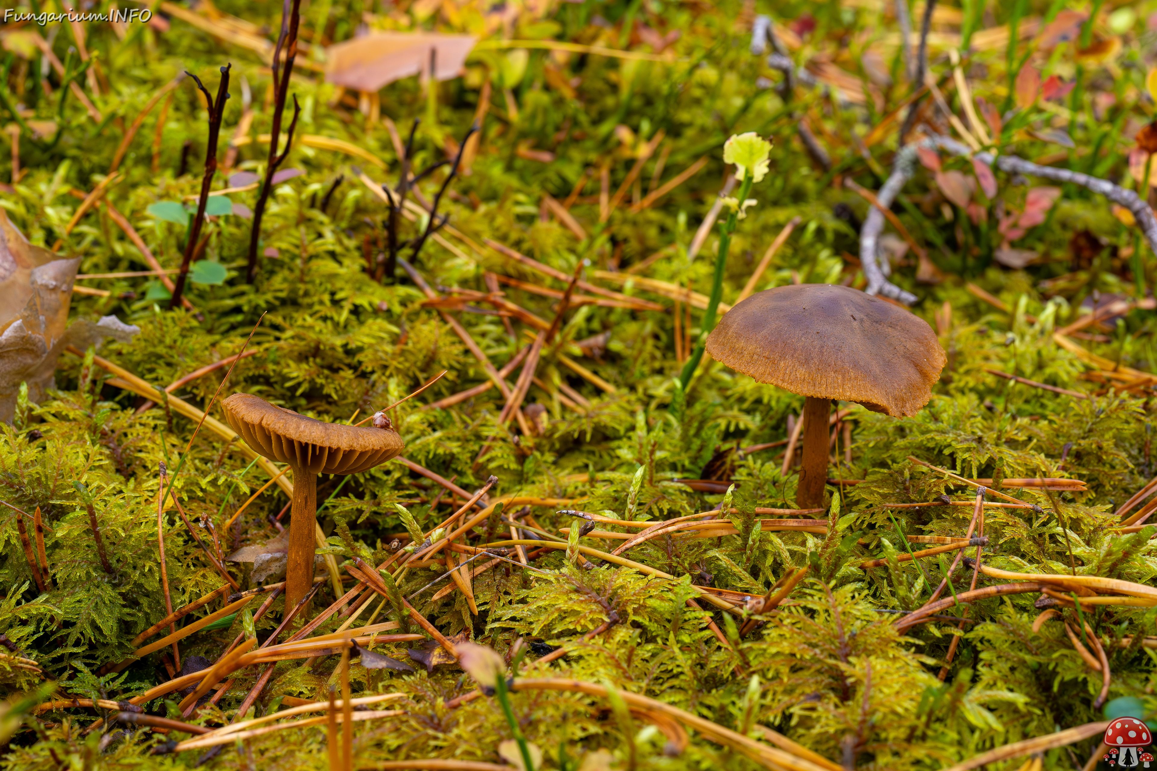 cortinarius-croceus_2024-10-19_1-1 