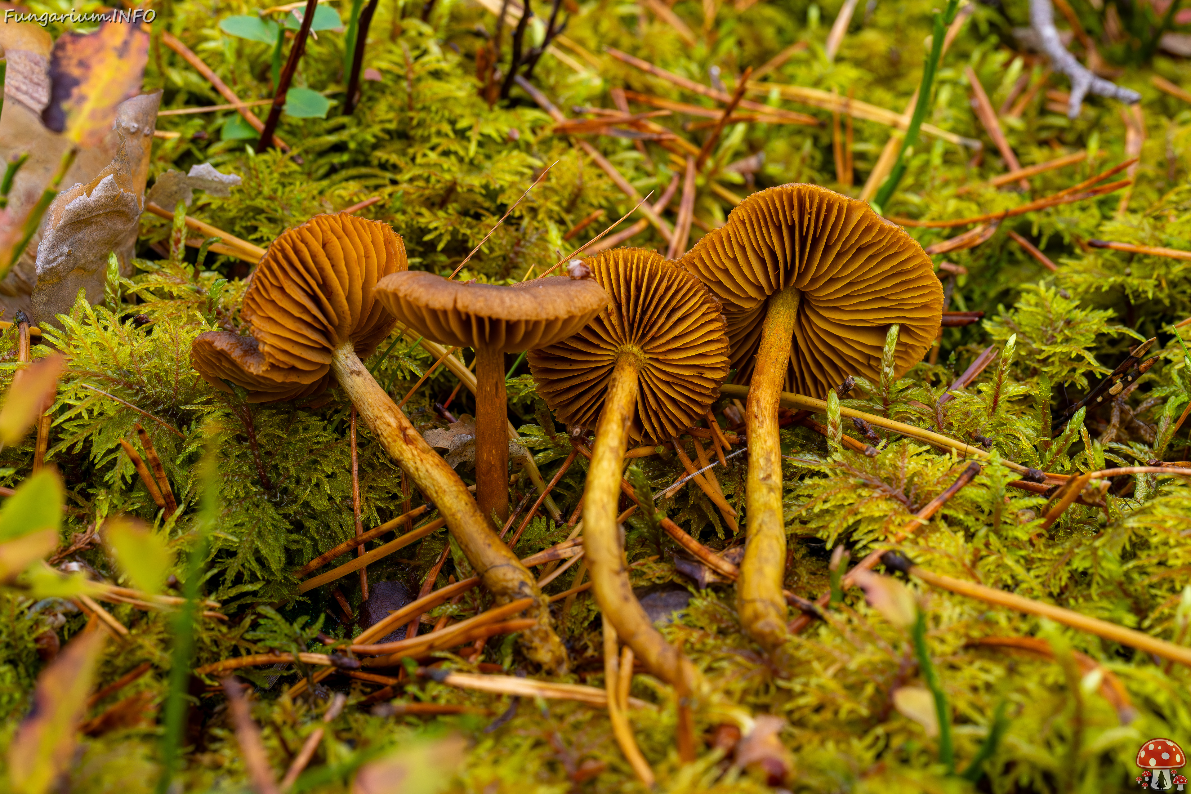 cortinarius-croceus_2024-10-19_1-2 