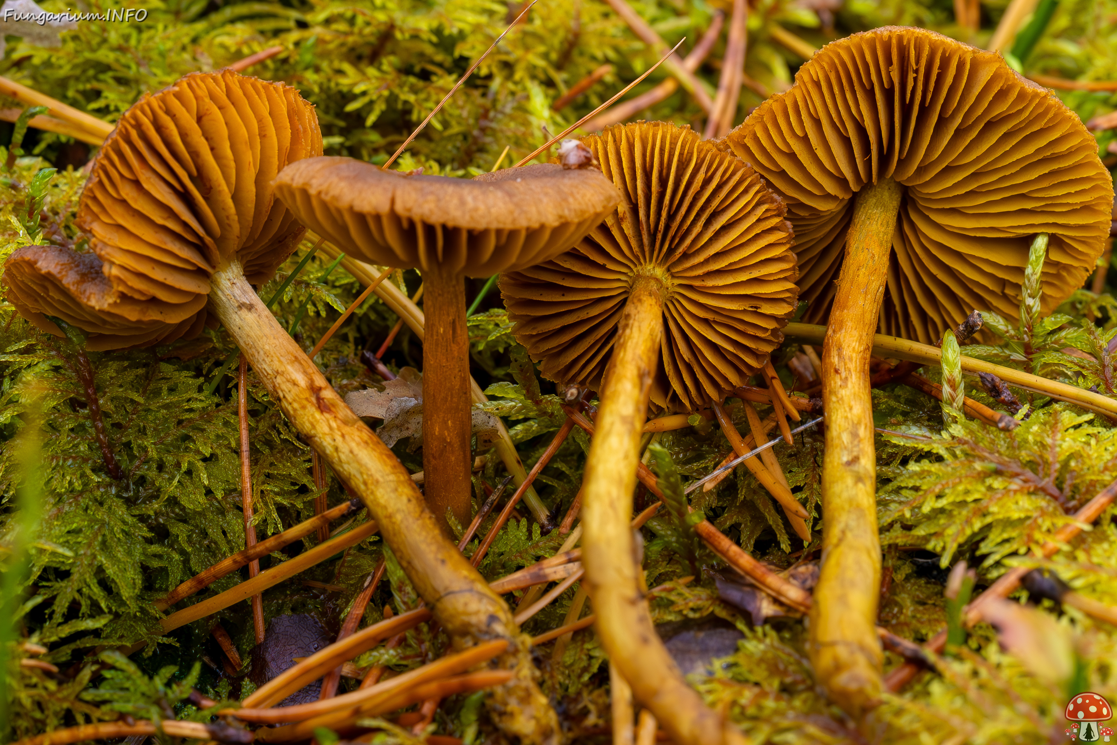 cortinarius-croceus_2024-10-19_1-3 