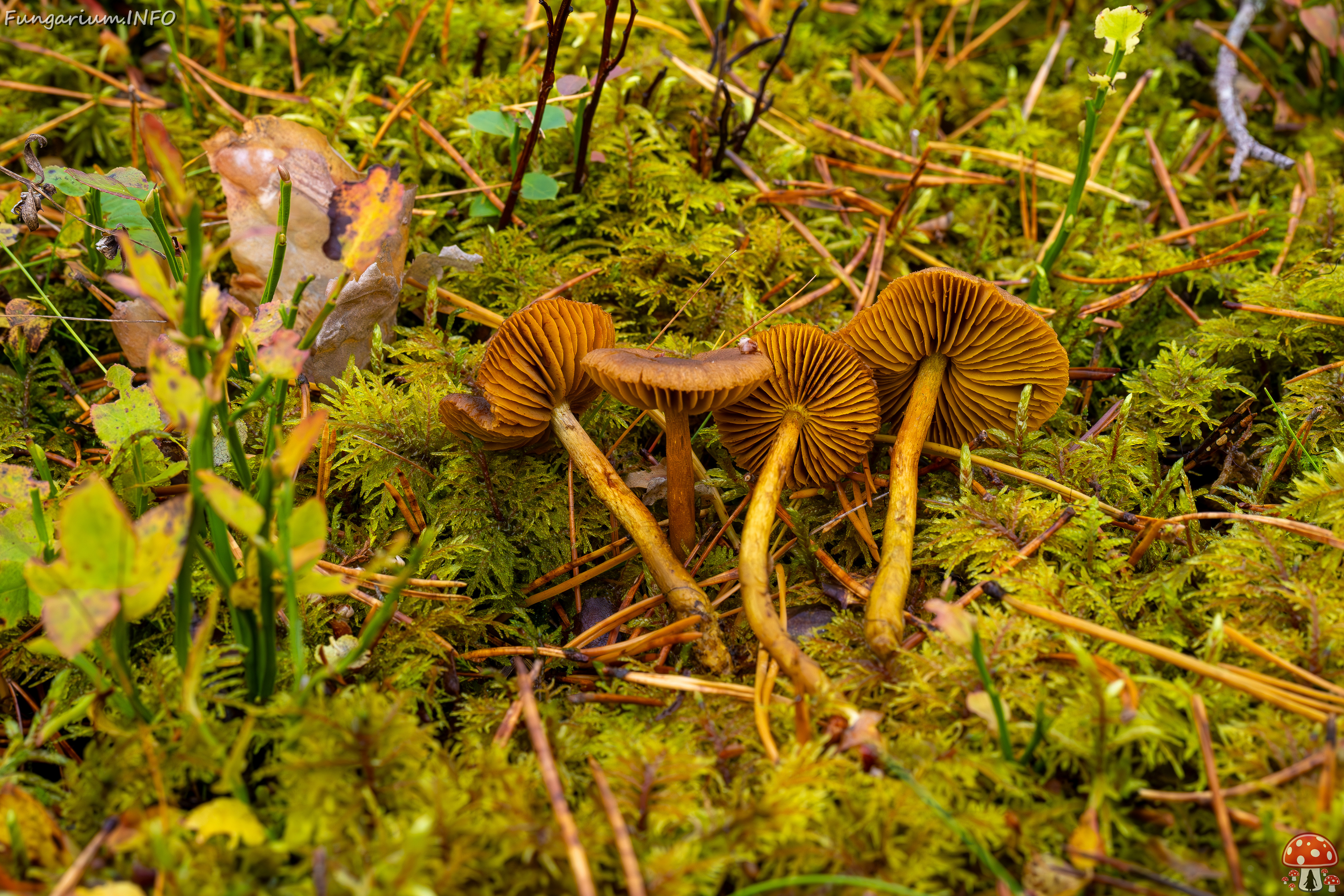 cortinarius-croceus_2024-10-19_1-5 