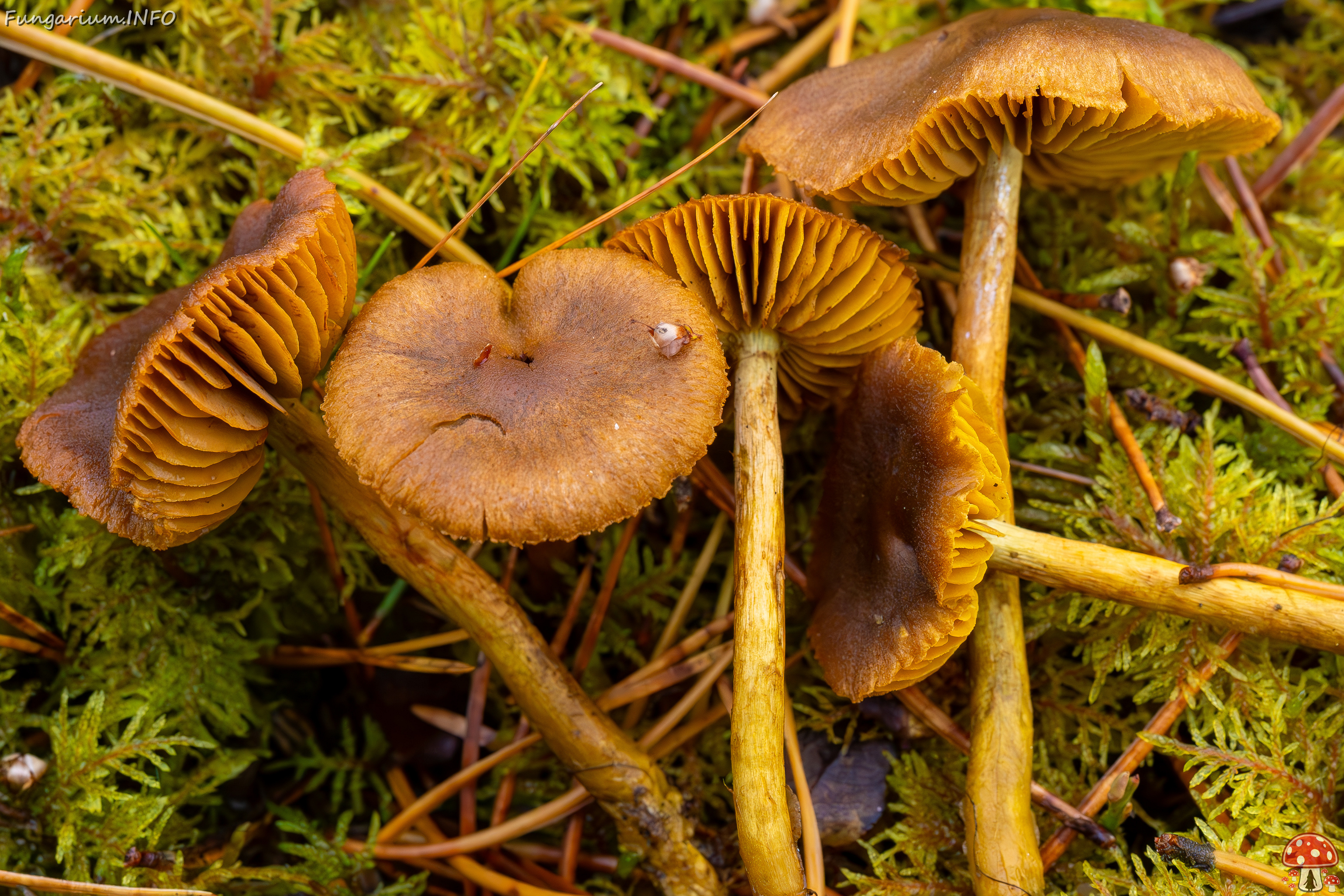 cortinarius-croceus_2024-10-19_1-7 