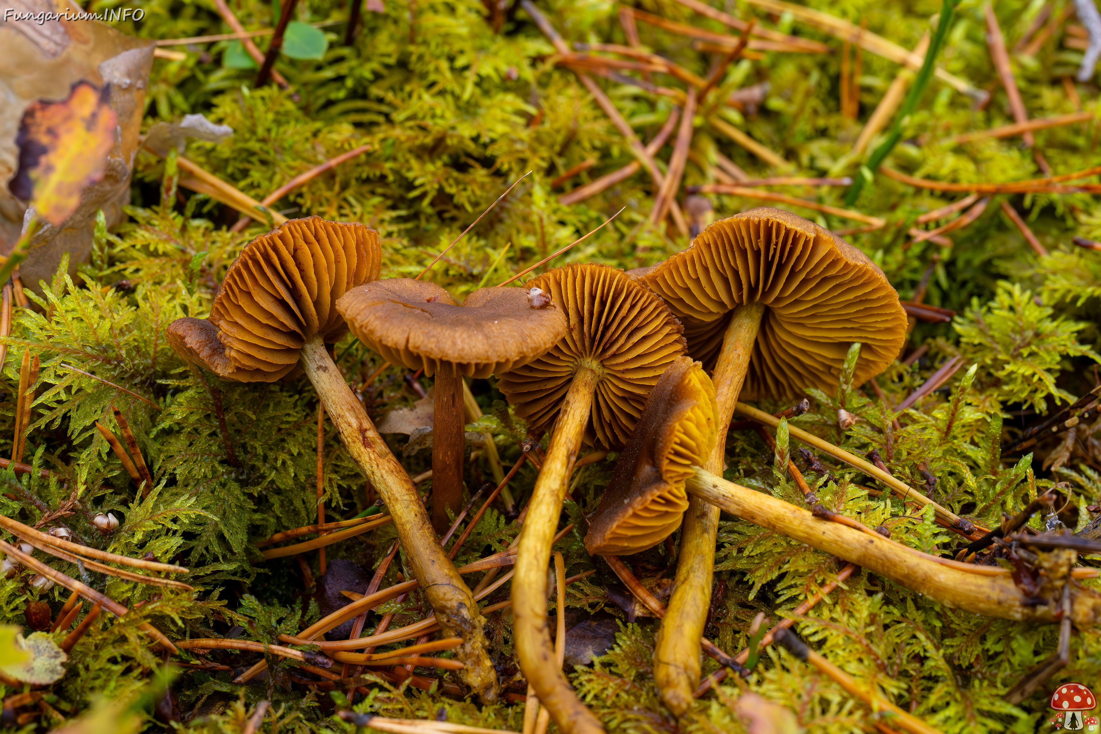 cortinarius-croceus_2024-10-19_1-9 