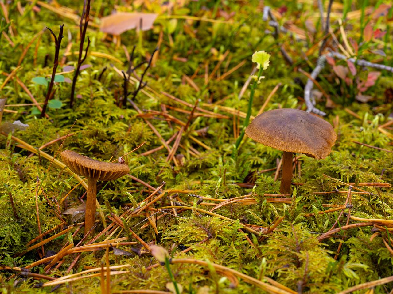 cortinarius-croceus_2024-10-19_1-1