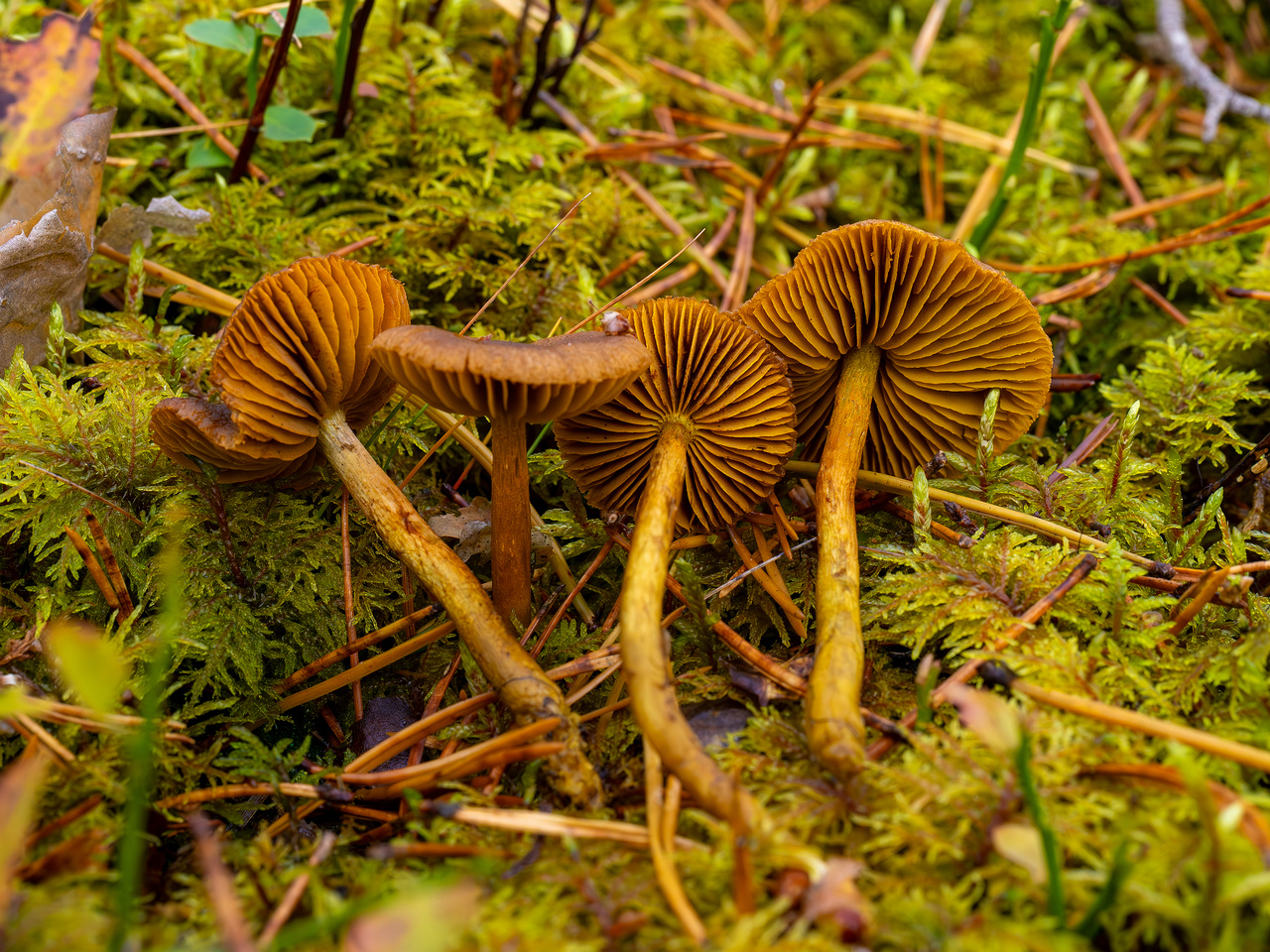 cortinarius-croceus_2024-10-19_1-2