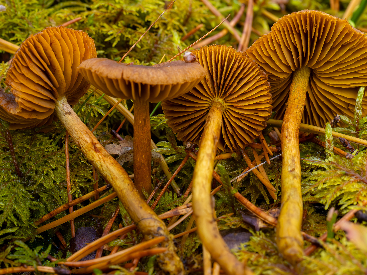 cortinarius-croceus_2024-10-19_1-3