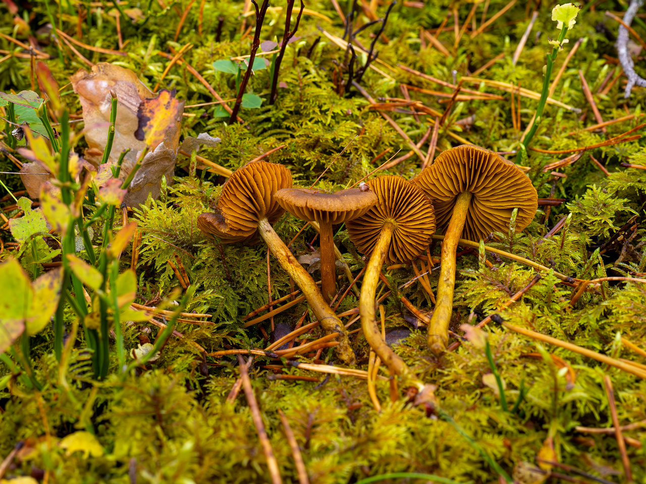 cortinarius-croceus_2024-10-19_1-5