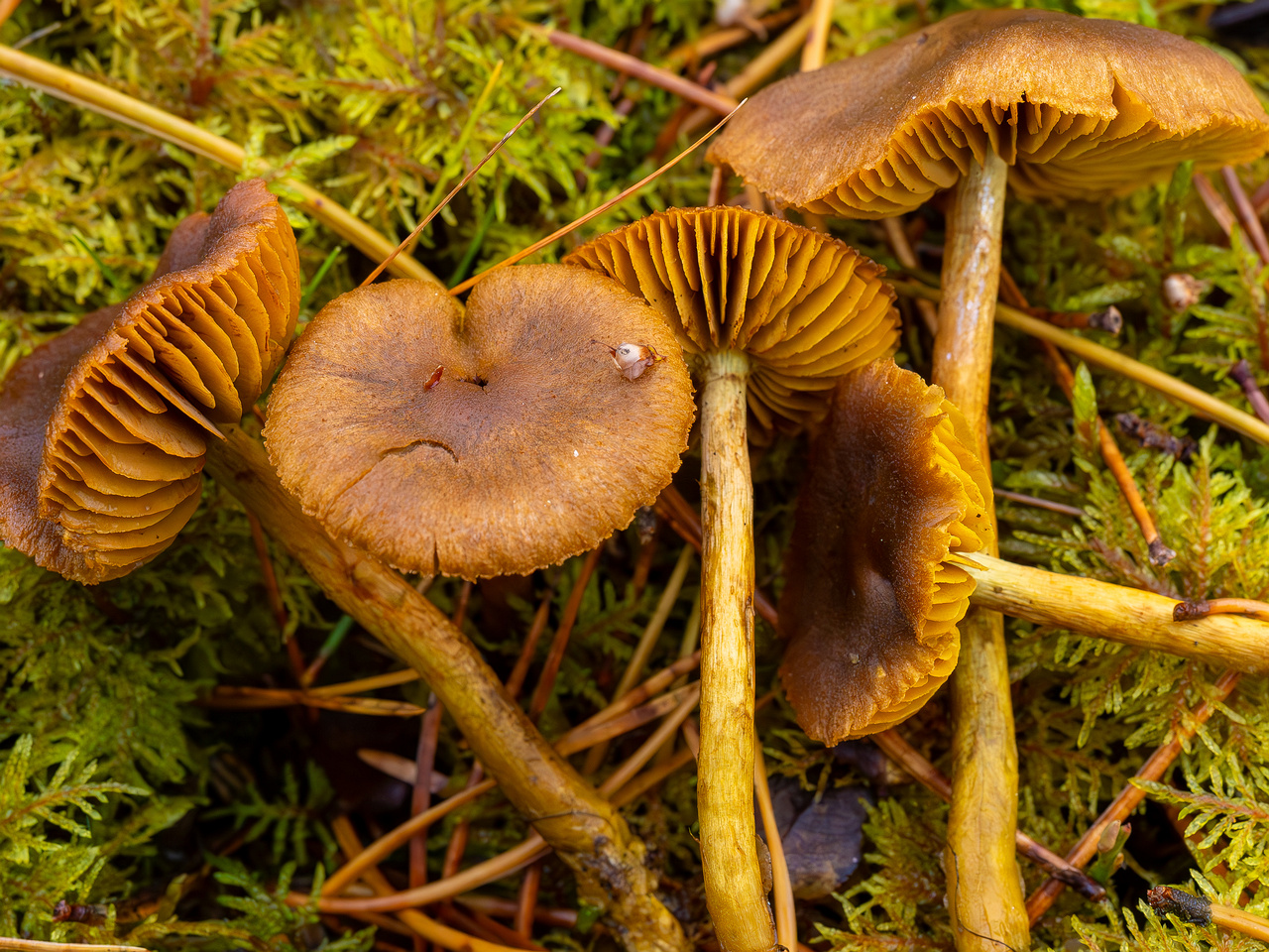 cortinarius-croceus_2024-10-19_1-7