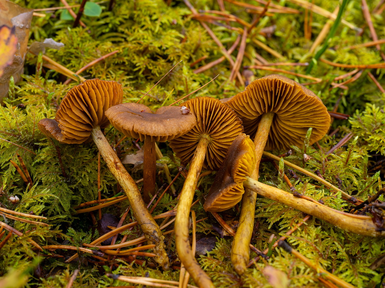 cortinarius-croceus_2024-10-19_1-8