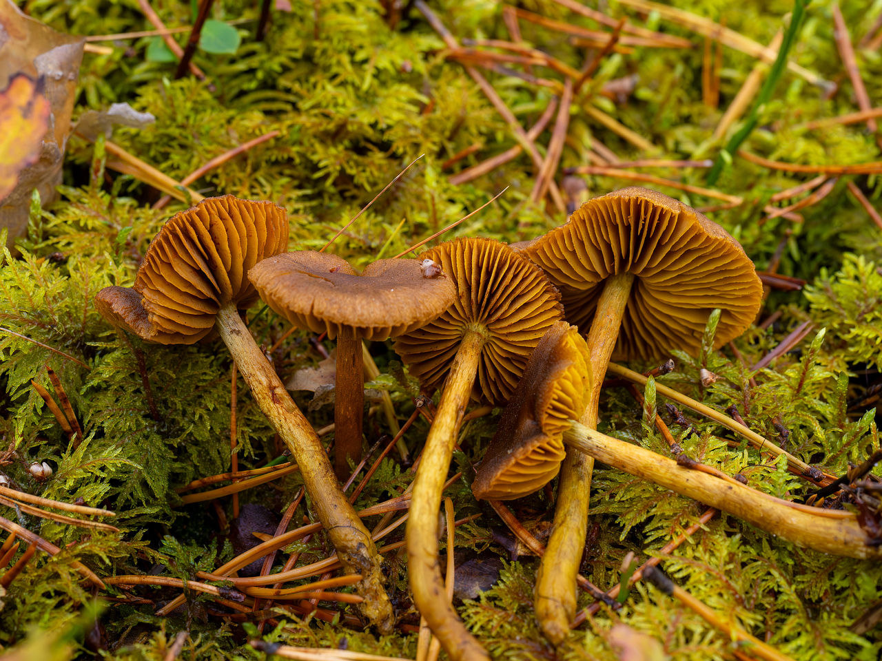 cortinarius-croceus_2024-10-19_1-9