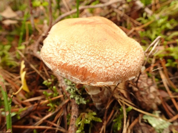 Cortinarius laniger - Паутинник шерстеносный - Woolly Webcap - Wolliger Schleierling