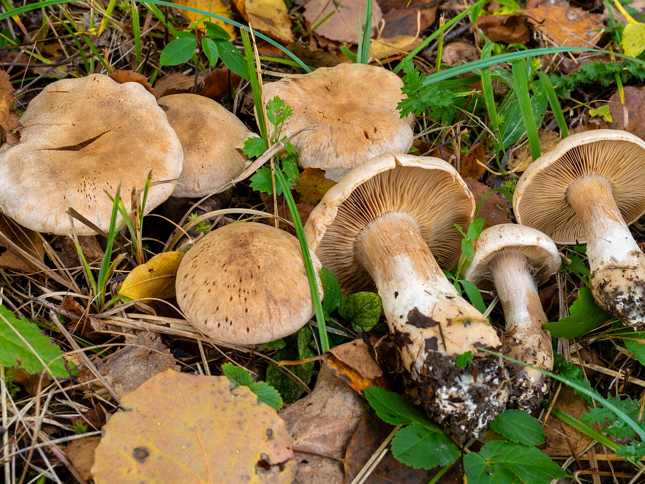 !Cortinarius laniger _2026-09-19_1-9