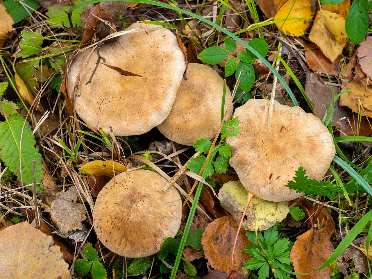 Cortinarius laniger _2026-09-19_1-3
