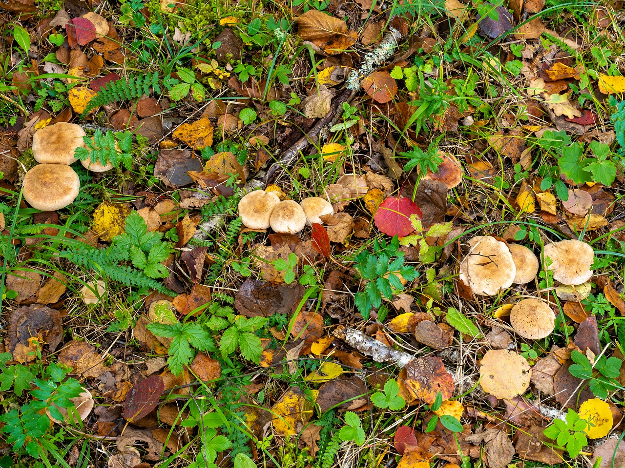Cortinarius laniger _2026-09-19_1-4