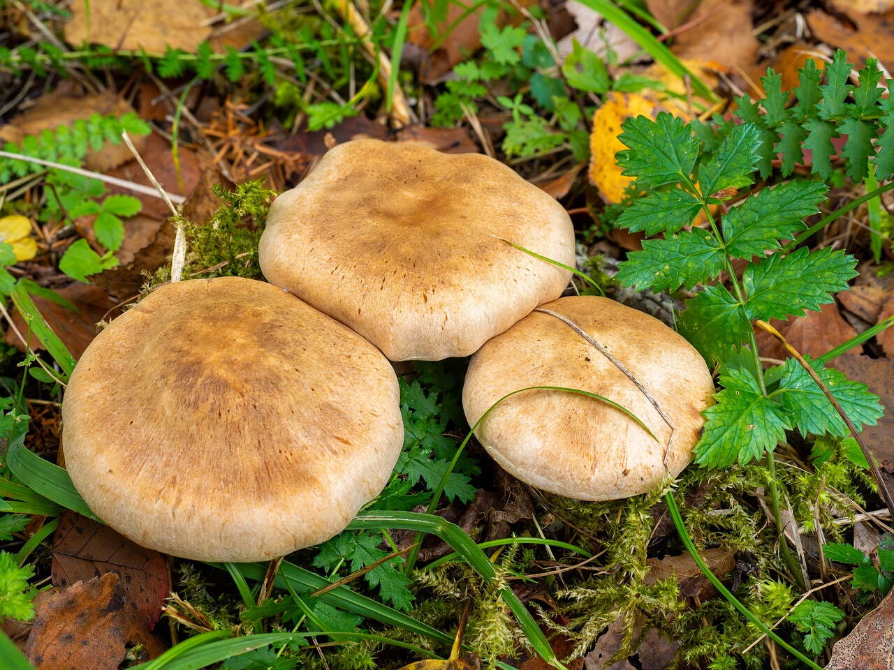 Cortinarius laniger _2026-09-19_1-5