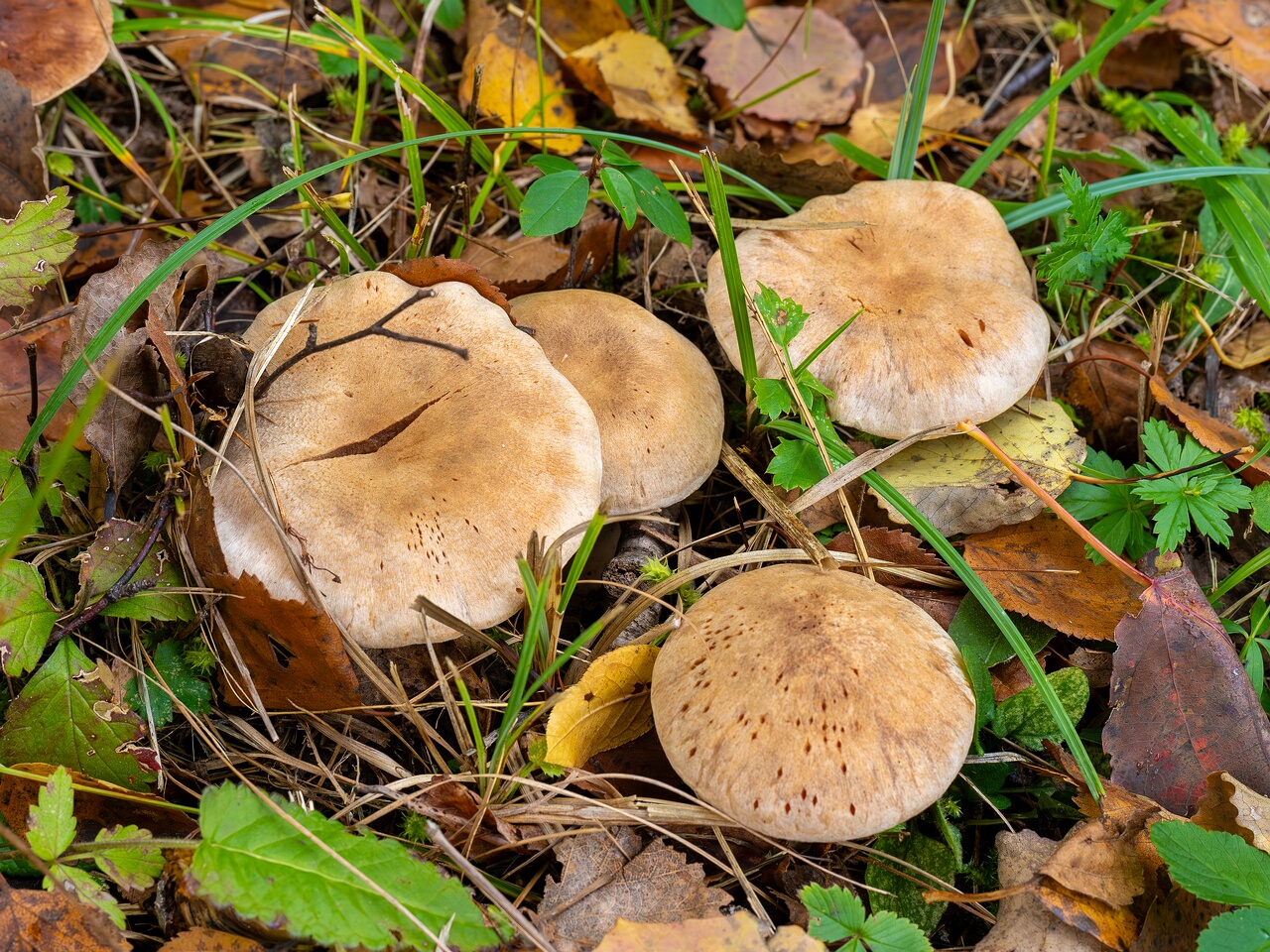 Cortinarius laniger _2026-09-19_1-6