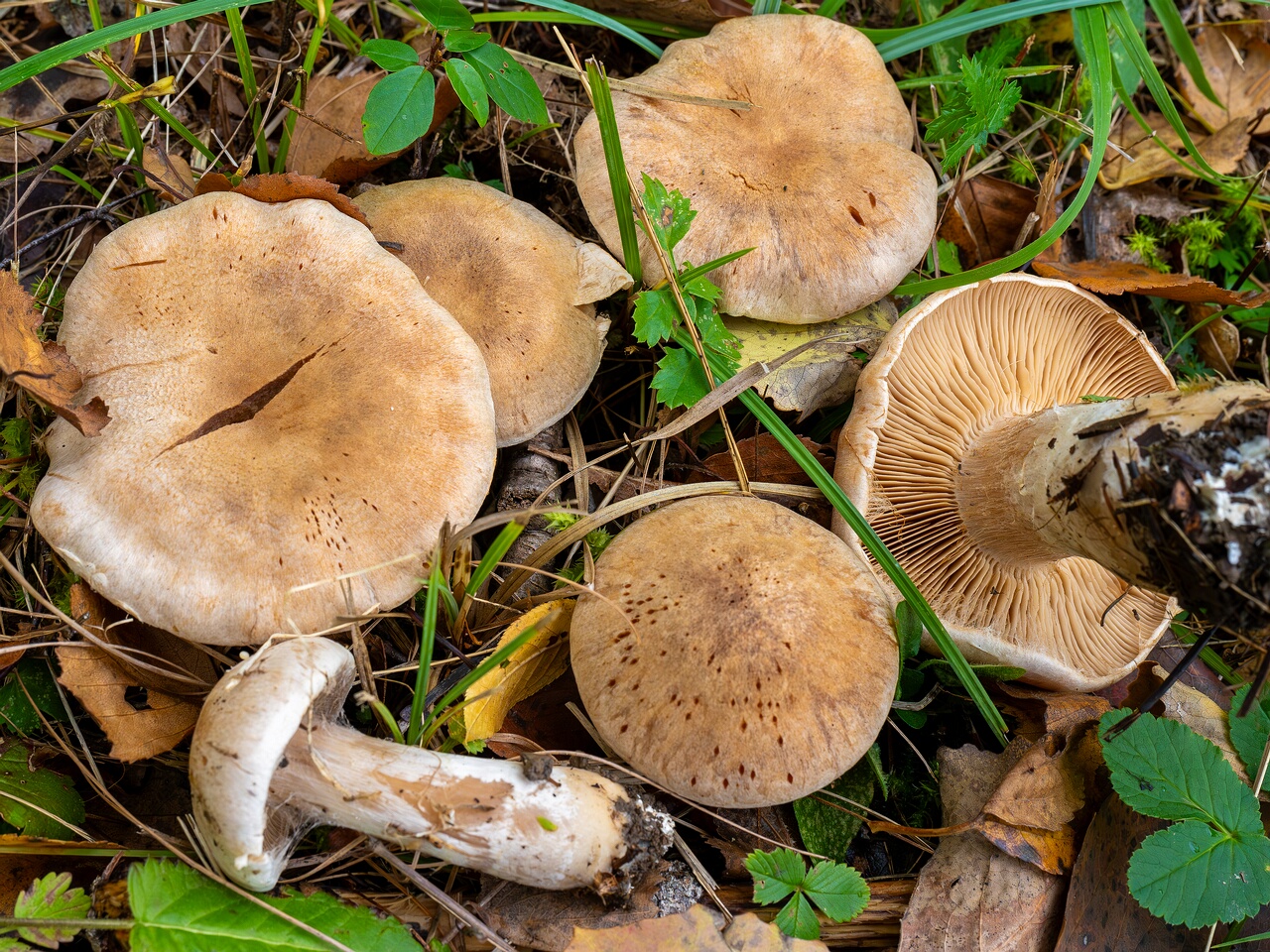 Cortinarius laniger _2026-09-19_1-7