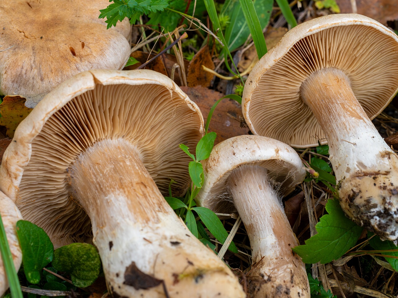 Cortinarius laniger _2026-09-19_1-8
