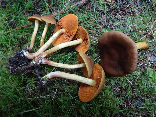 Cortinarius cinnamomeus - Паутинник коричный - Cinnamon Webcap - Zimtbrauner Schleierling