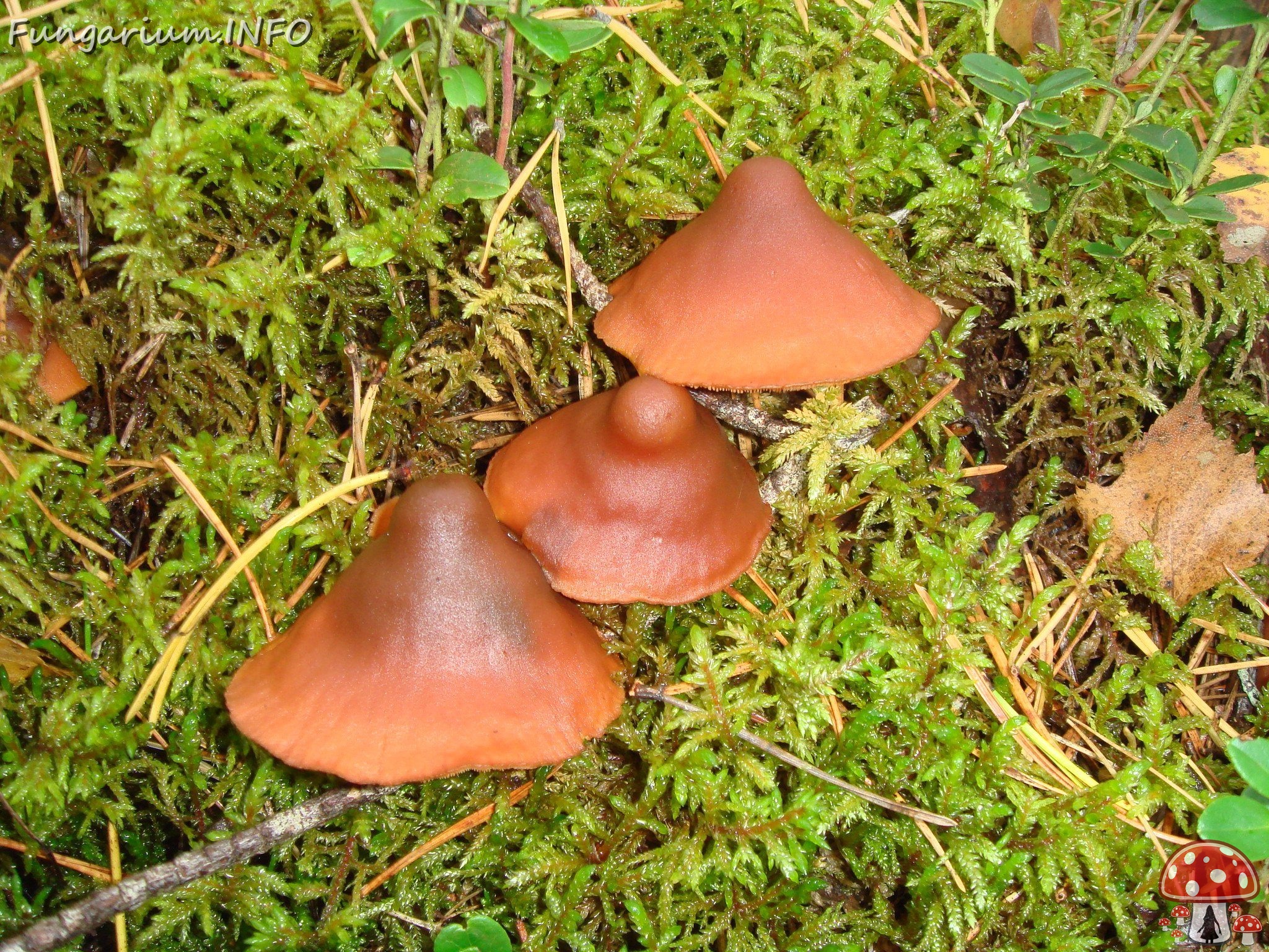 fungi-0003461 