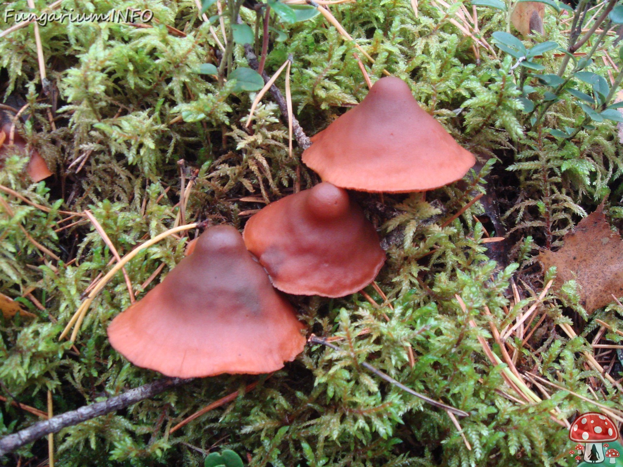 fungi-0003462 